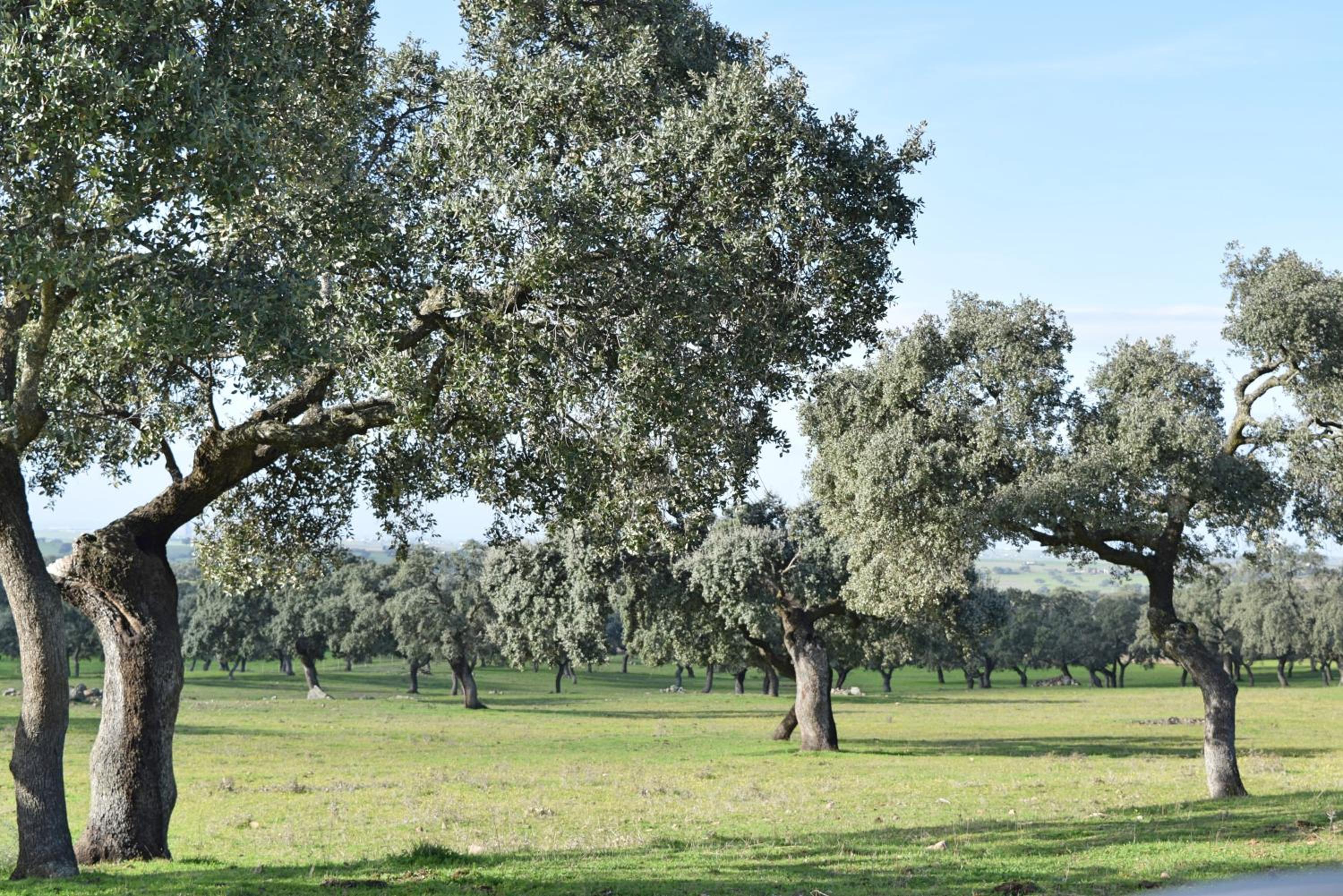 Cortijo La Panadera