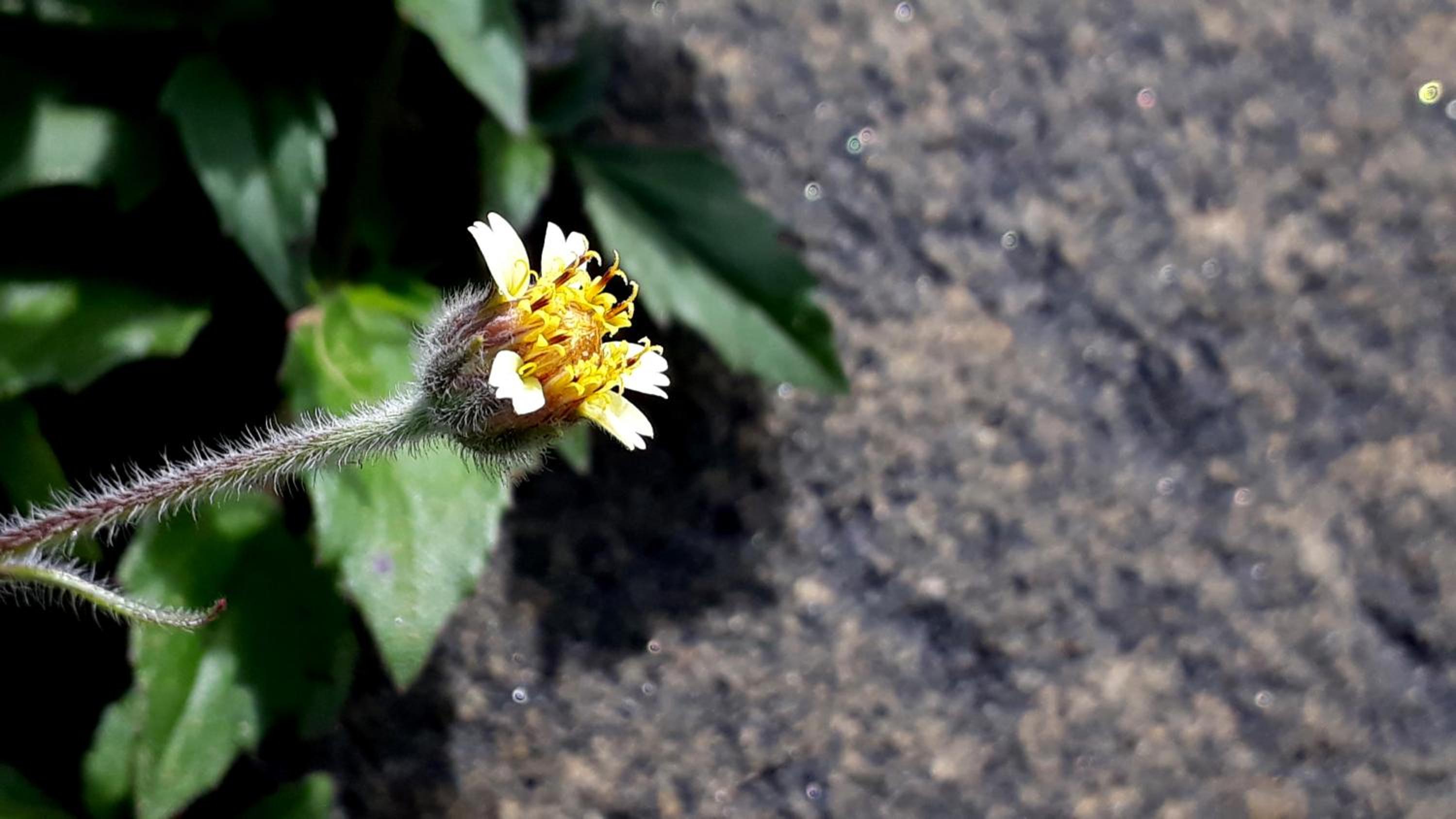 Photo 44