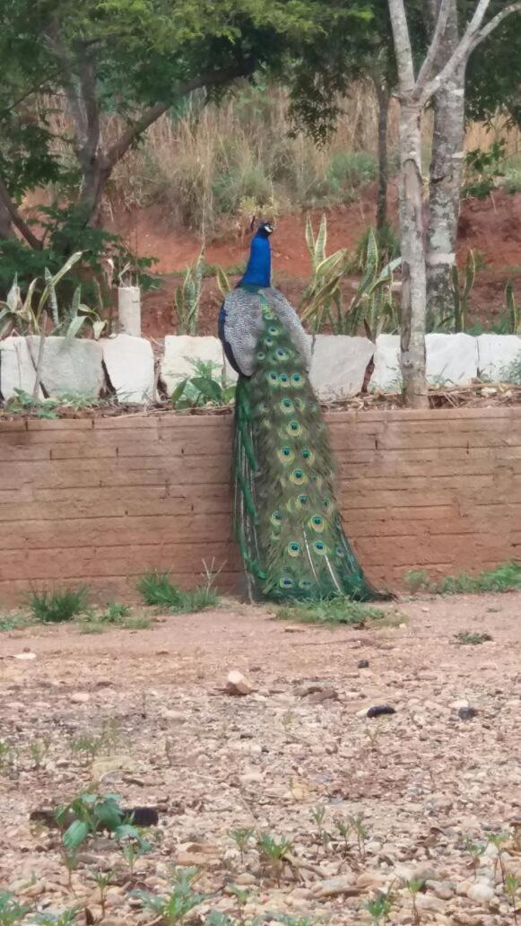 Recanto das Corujas