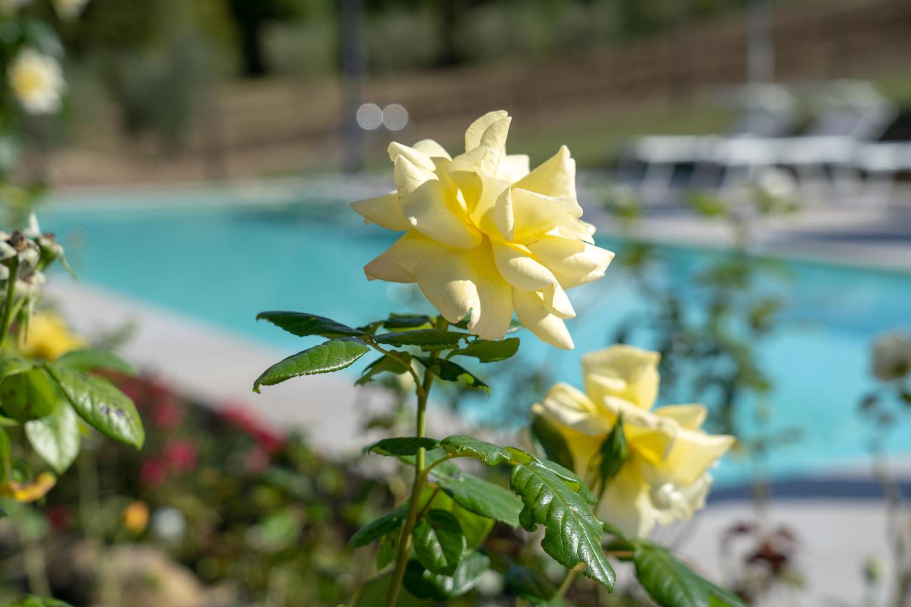 Agriturismo Montelovesco