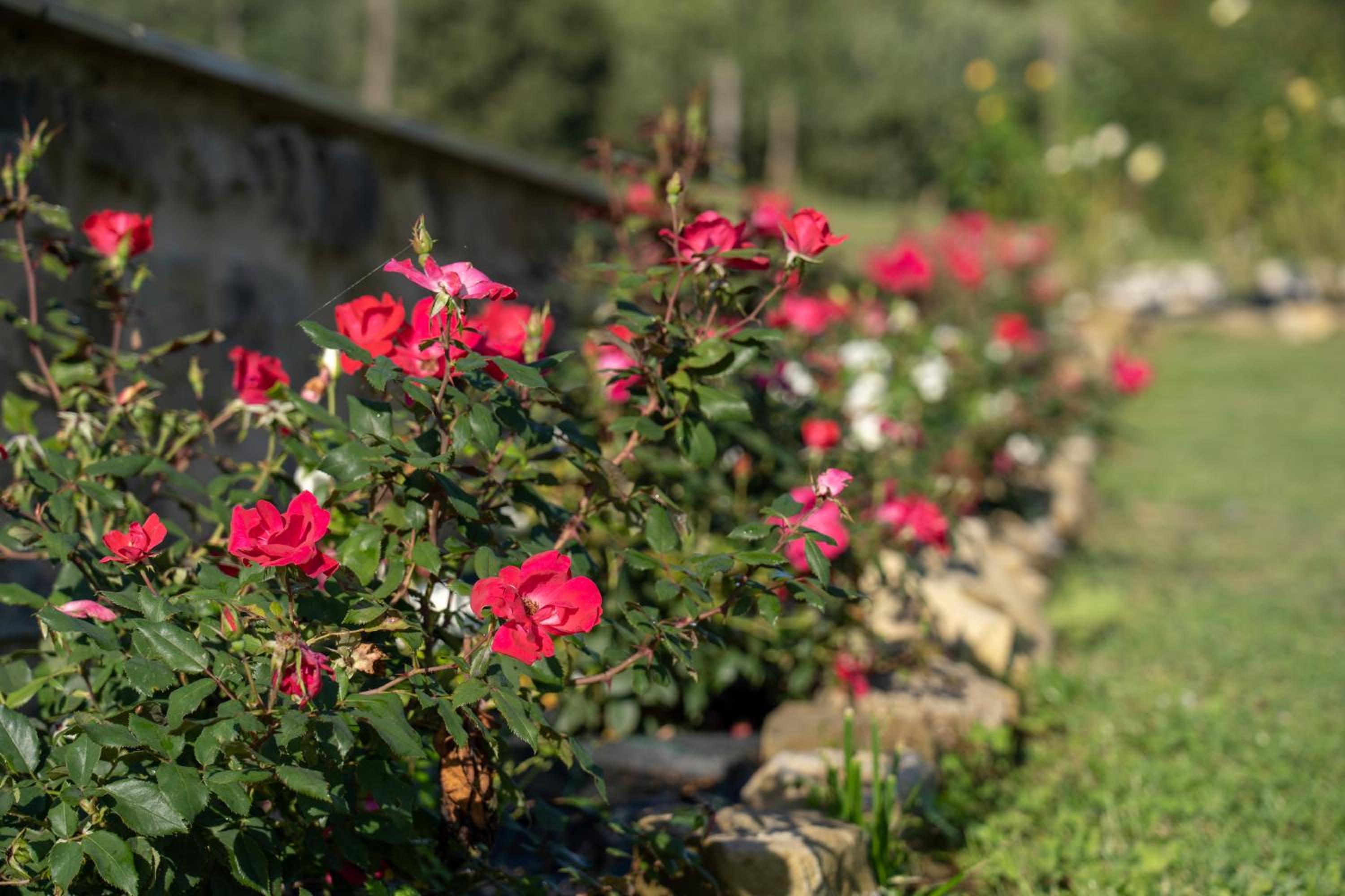 Agriturismo Montelovesco