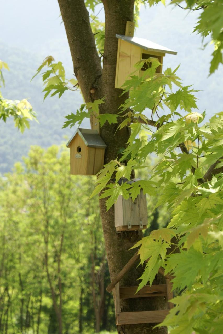 Coste del Gaggio - Country House B&B - Garda Trentino view 4