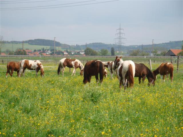 Chrom Ranch Reiterhof
