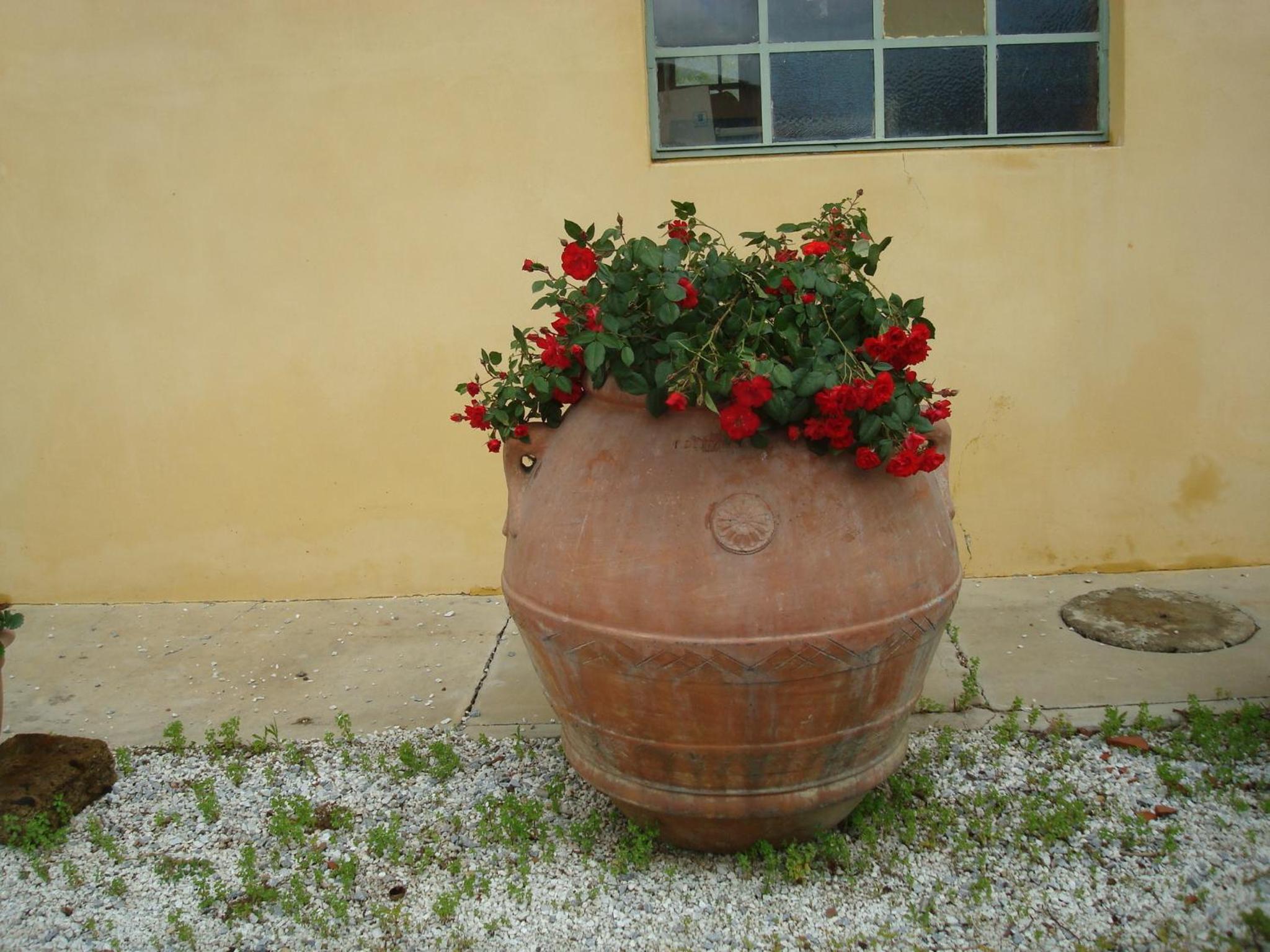 Il Chicco d'Oro view 5