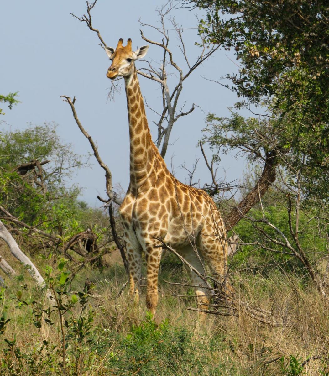 Umkhumbi Lodge