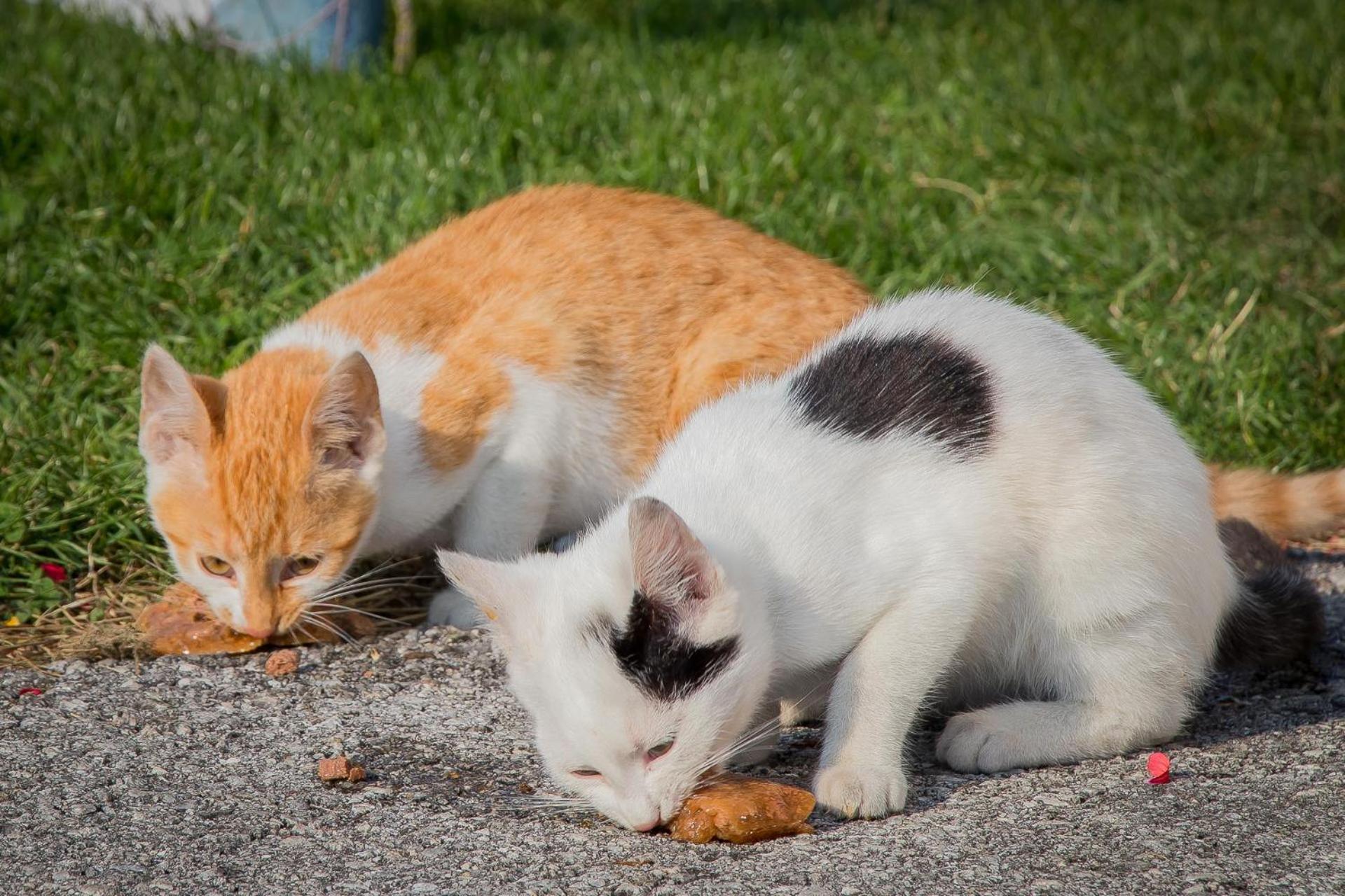 Photo 118