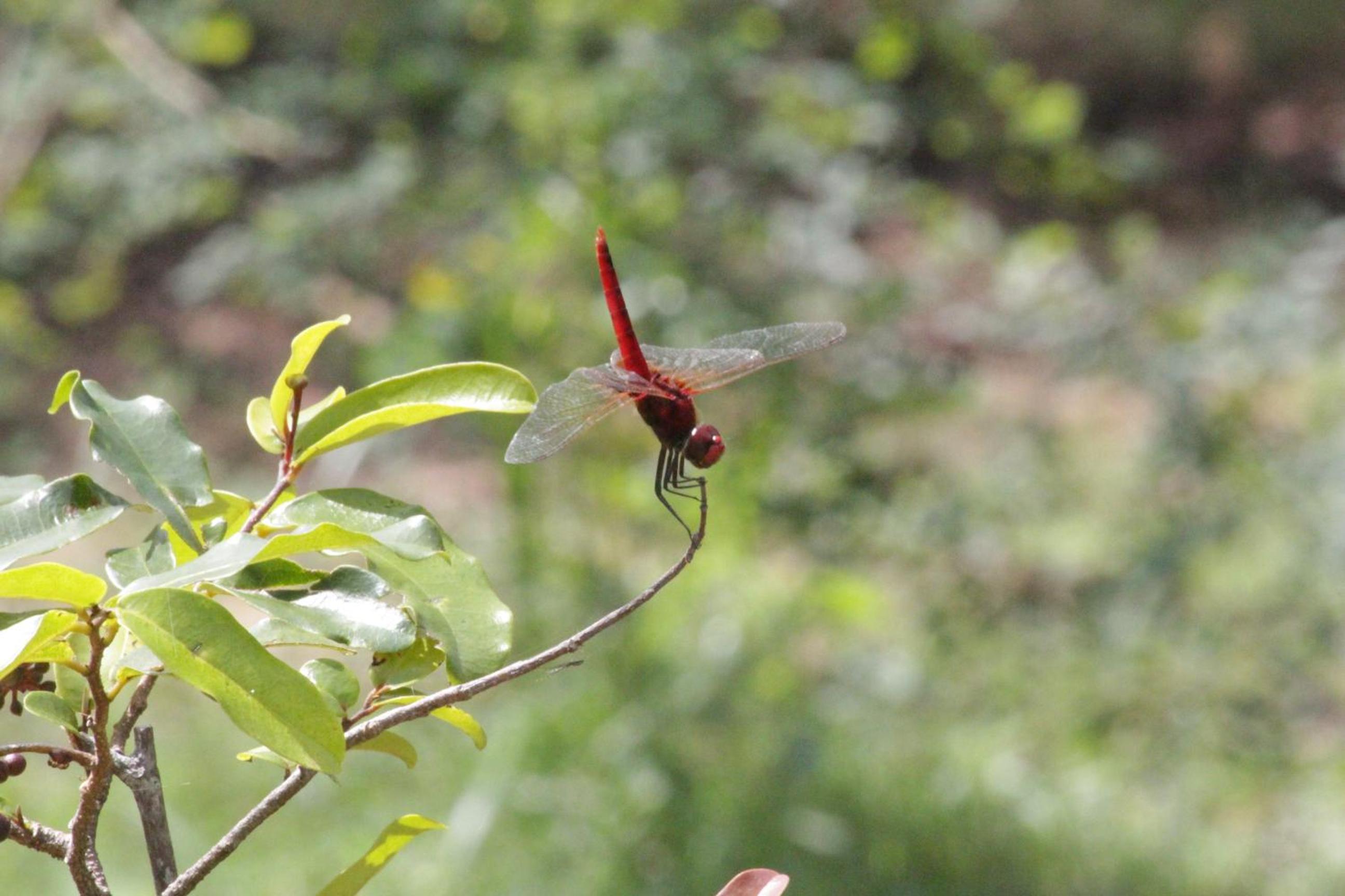 Photo 42
