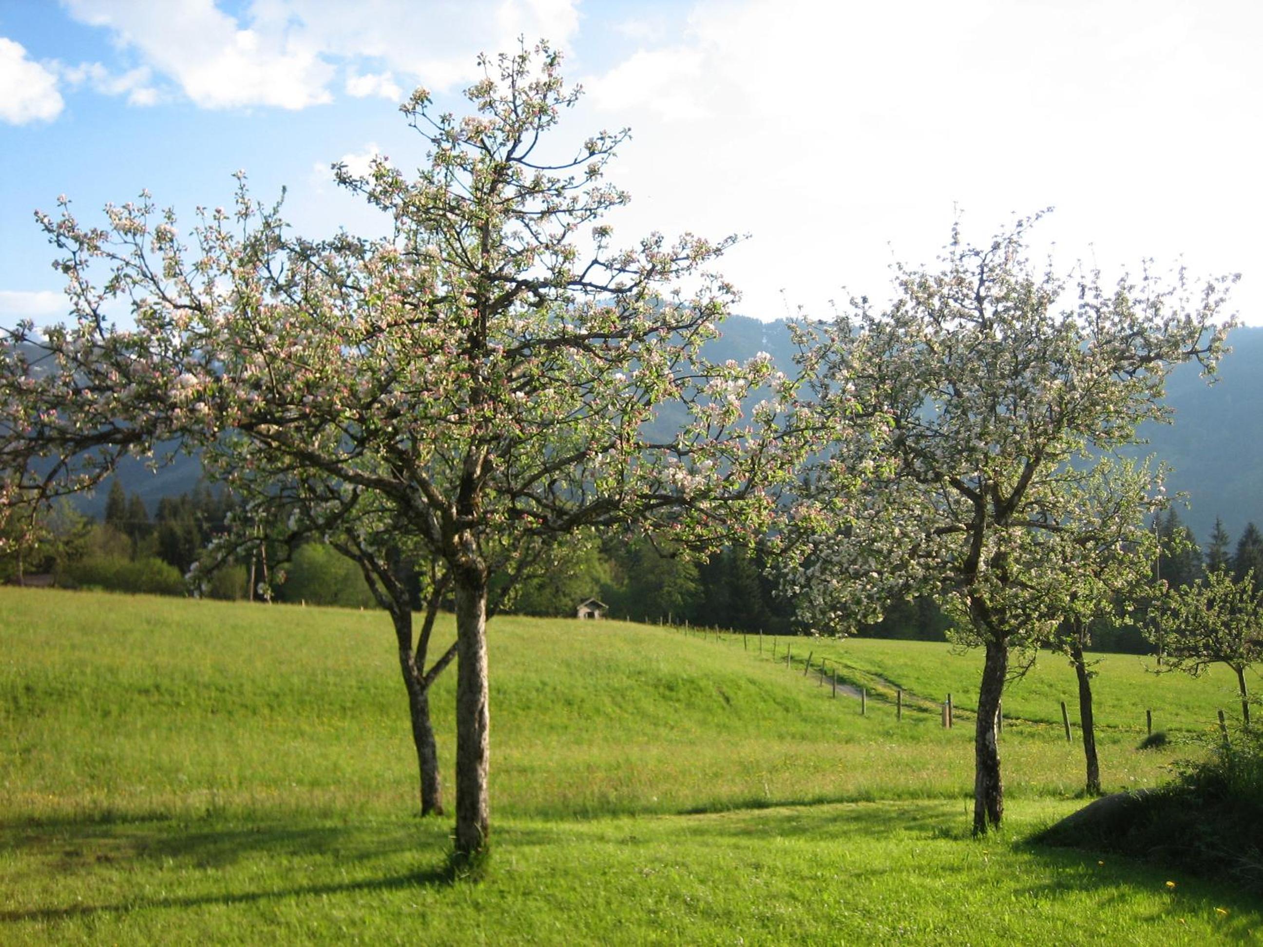 Pension Lärchenbrunn