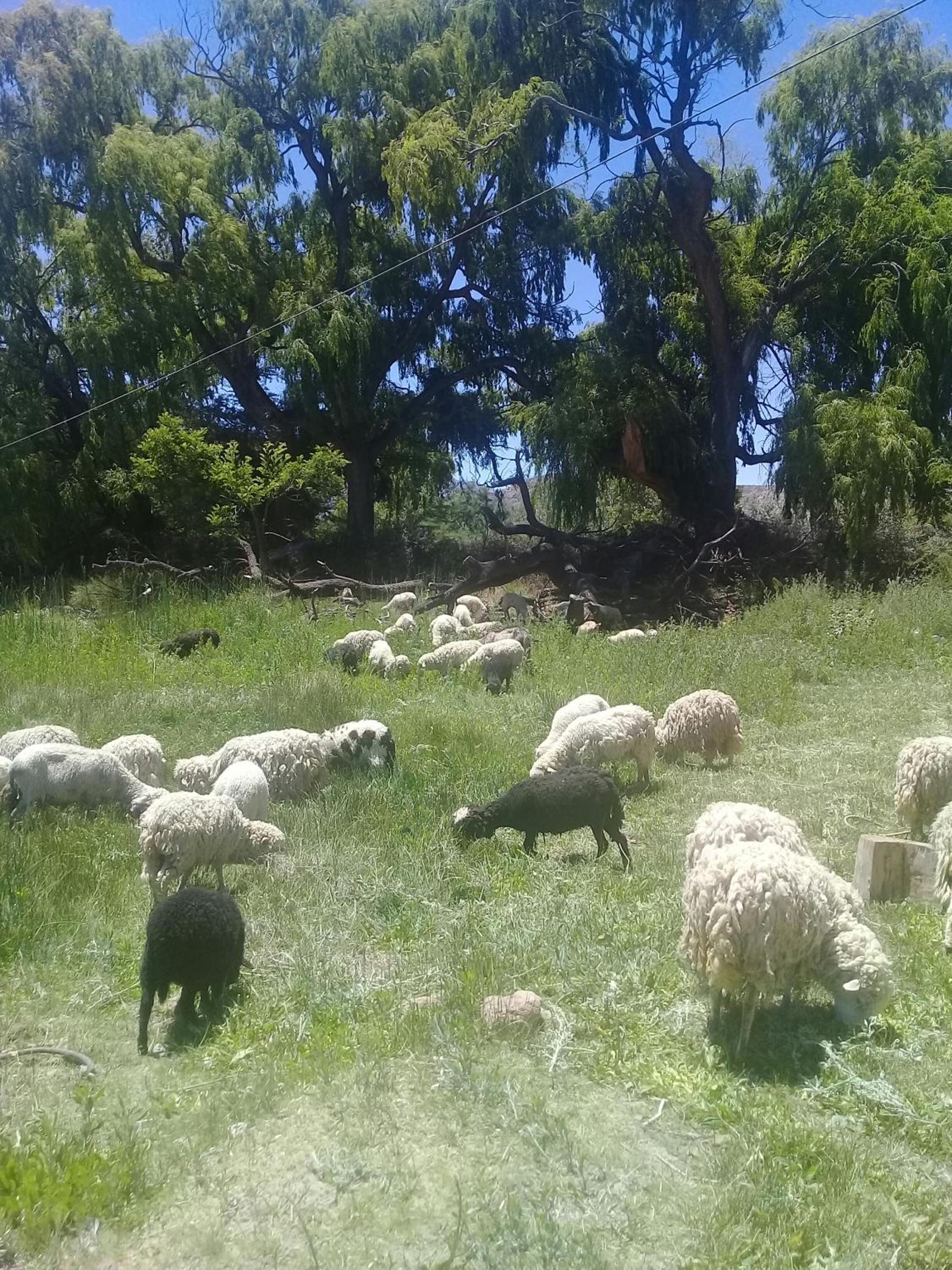 Cabaña El Cardón,casita en el campo quebradeño