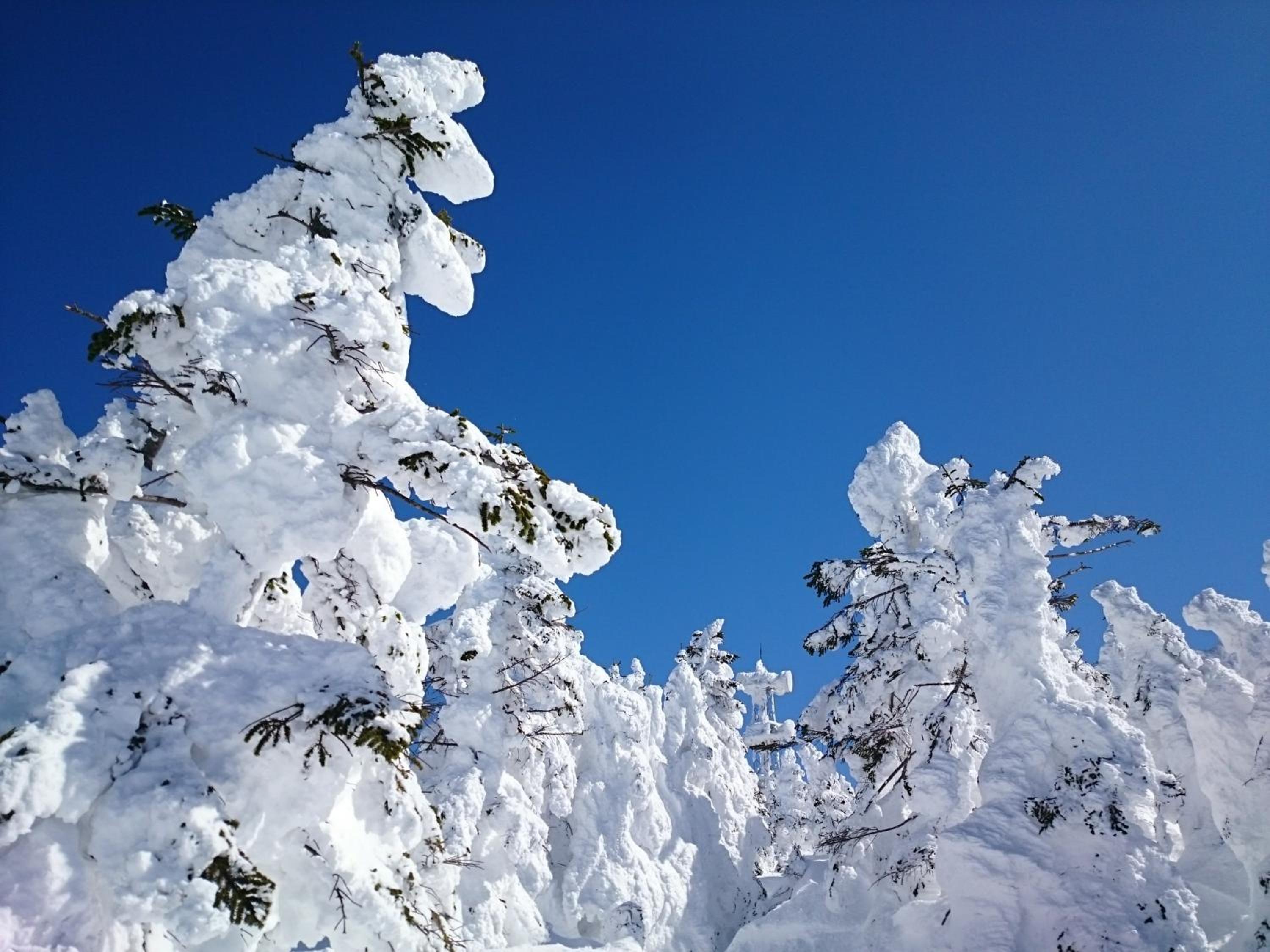 Silver Shiga view 5