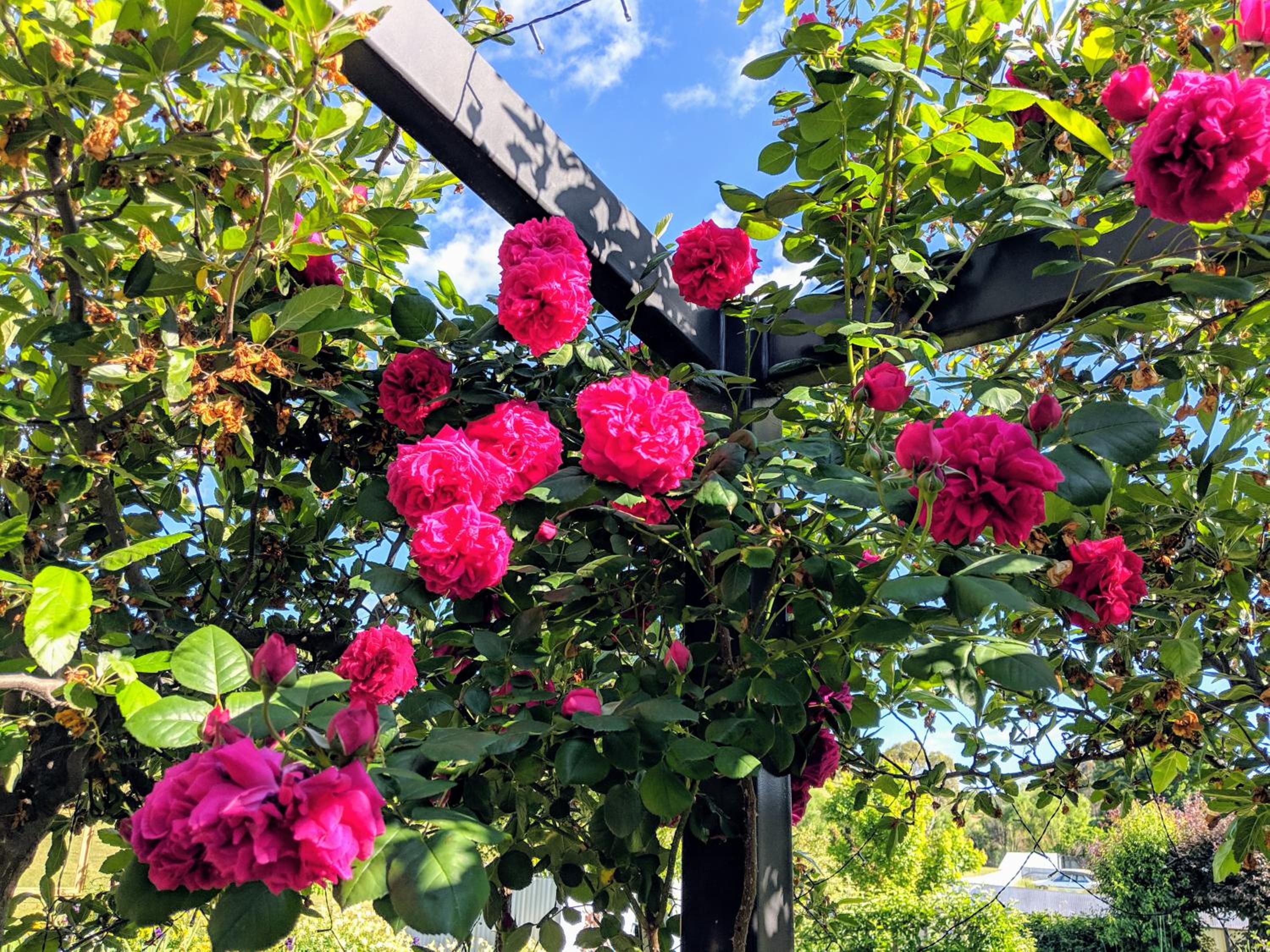 Magenta Cottage