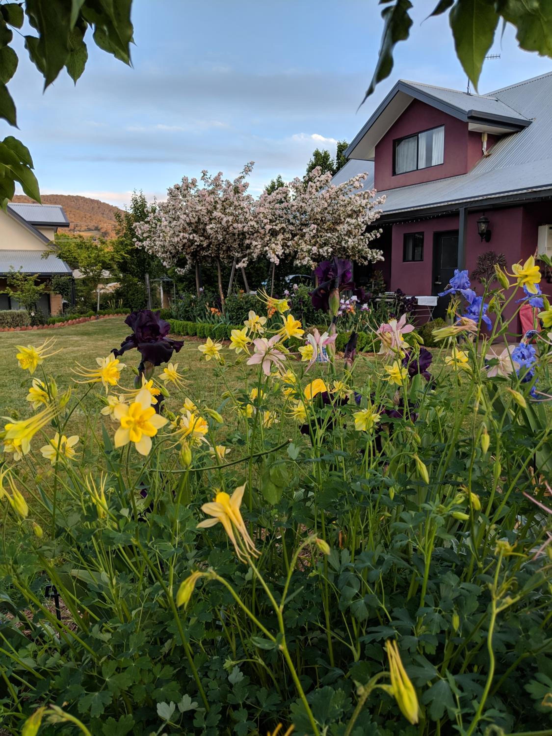Magenta Cottage