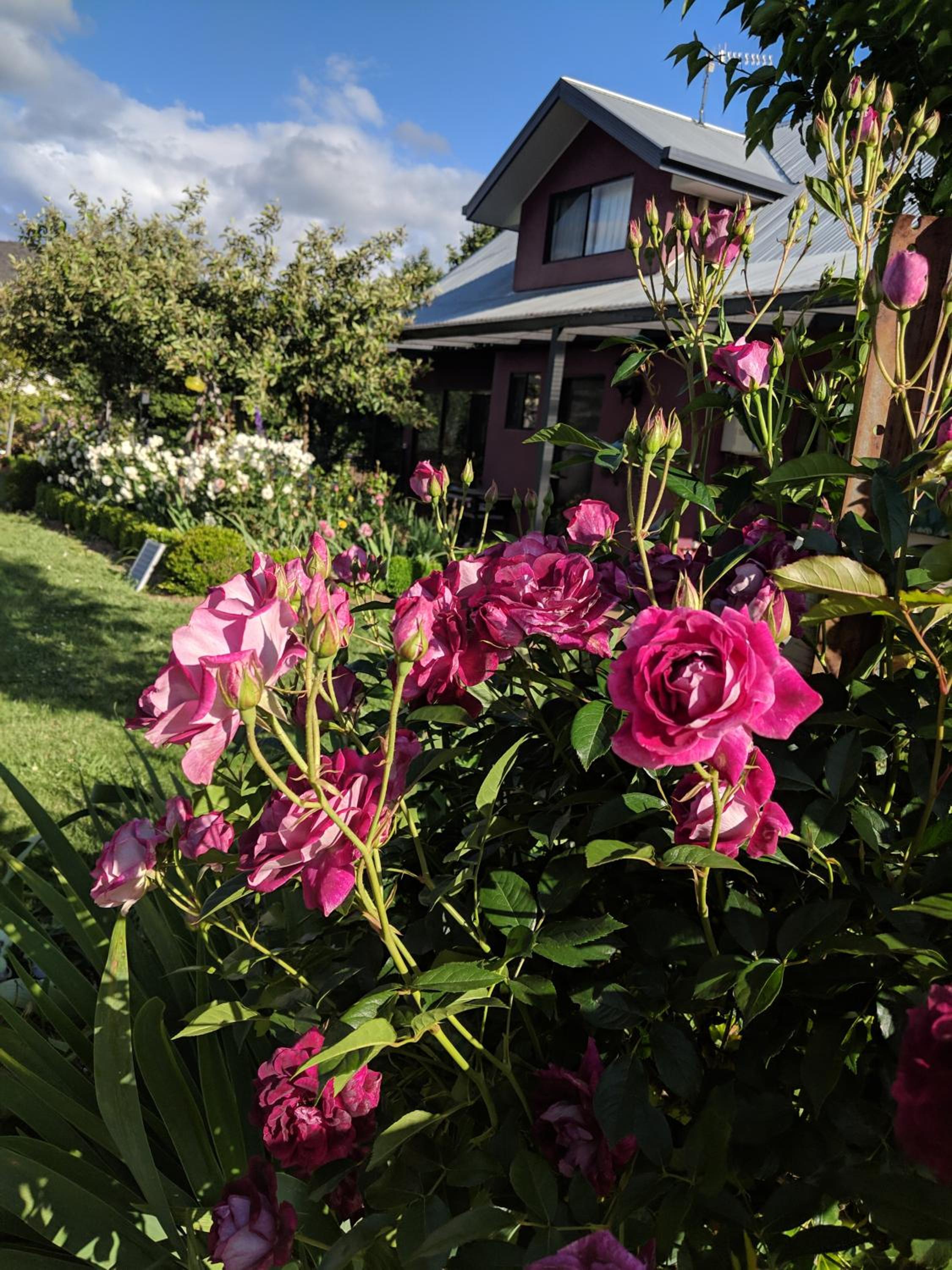 Magenta Cottage