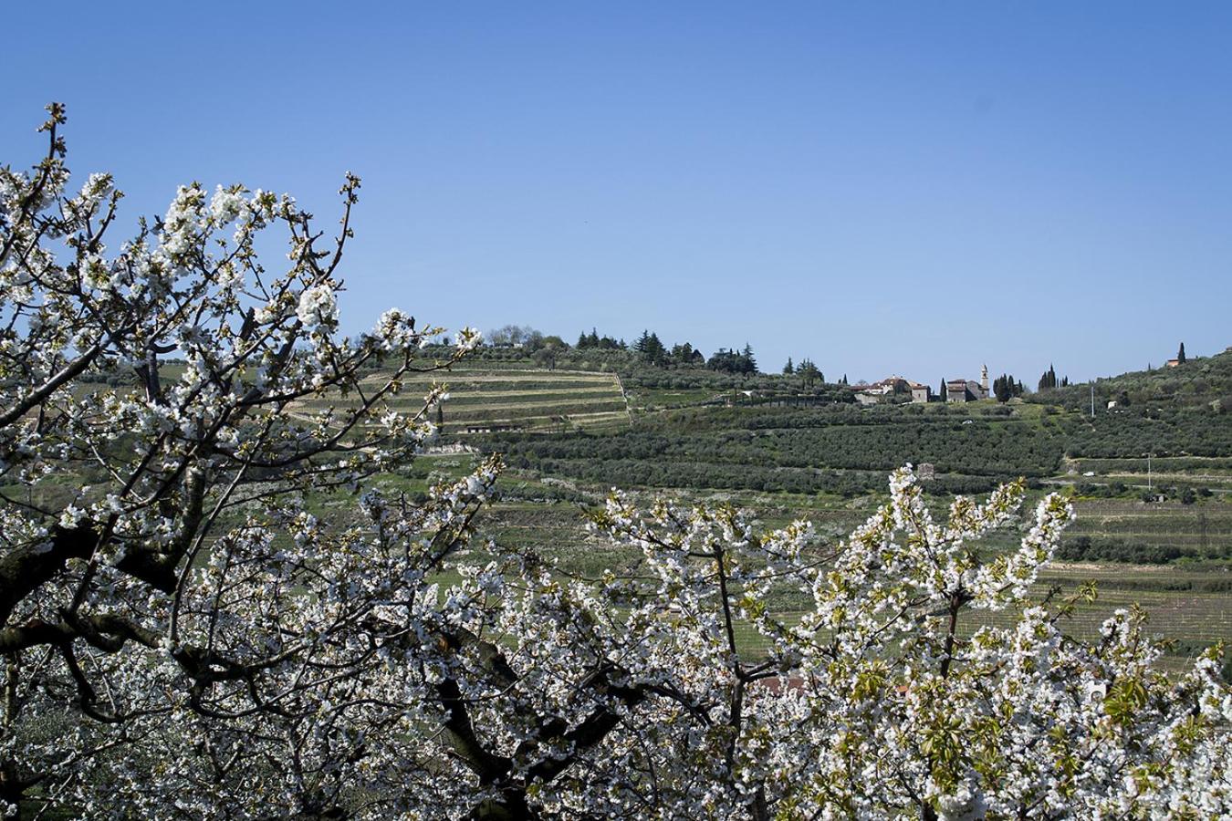 Villa di Cazzano - BioLuxury Living