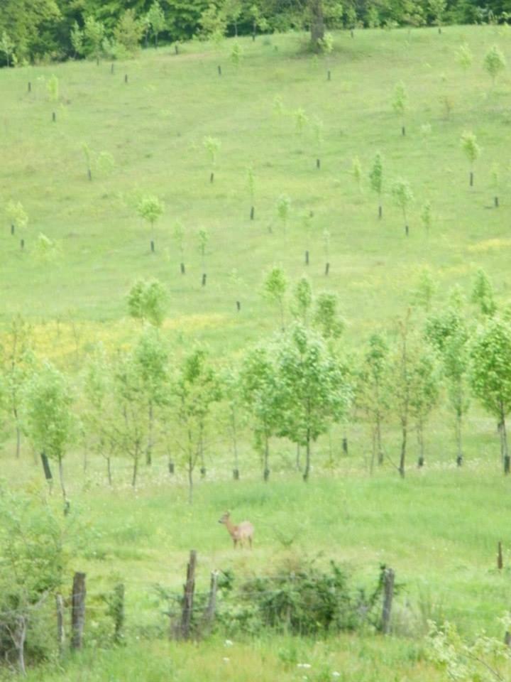 Photo 43
