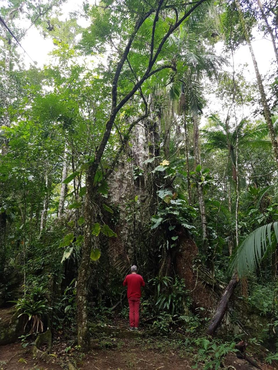 Casa Bacarirá - Floresta com Yoga e Café da Manhã Vegano