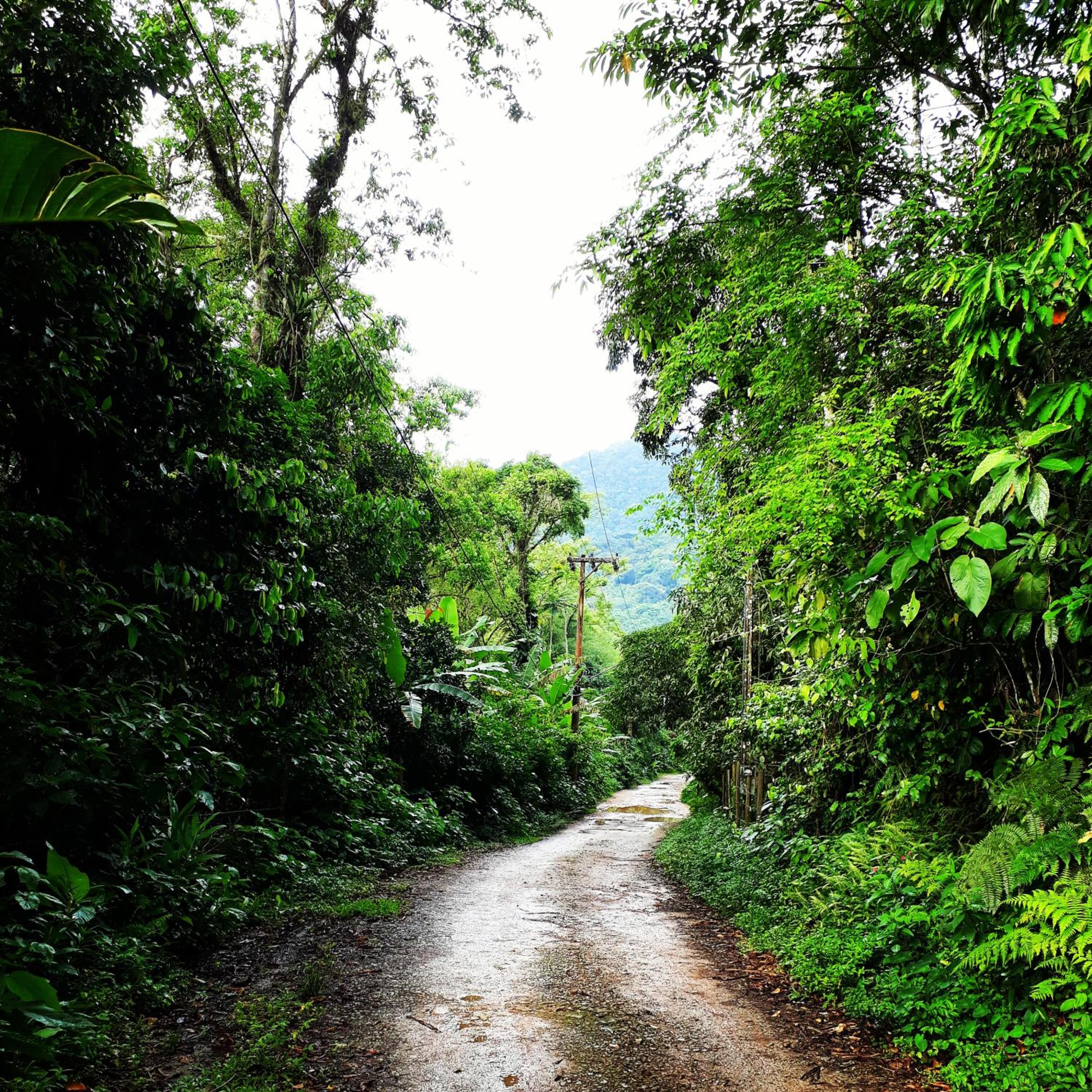 Casa Bacarirá - Floresta com Yoga e Café da Manhã Vegano