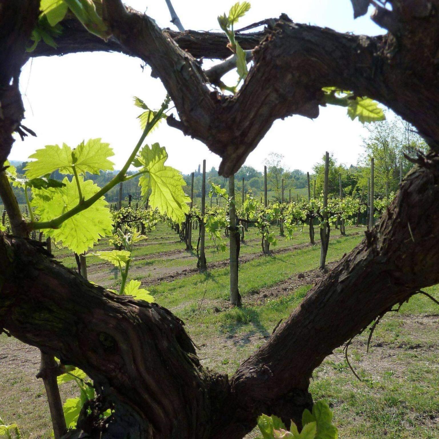 Villa Lescala view 4