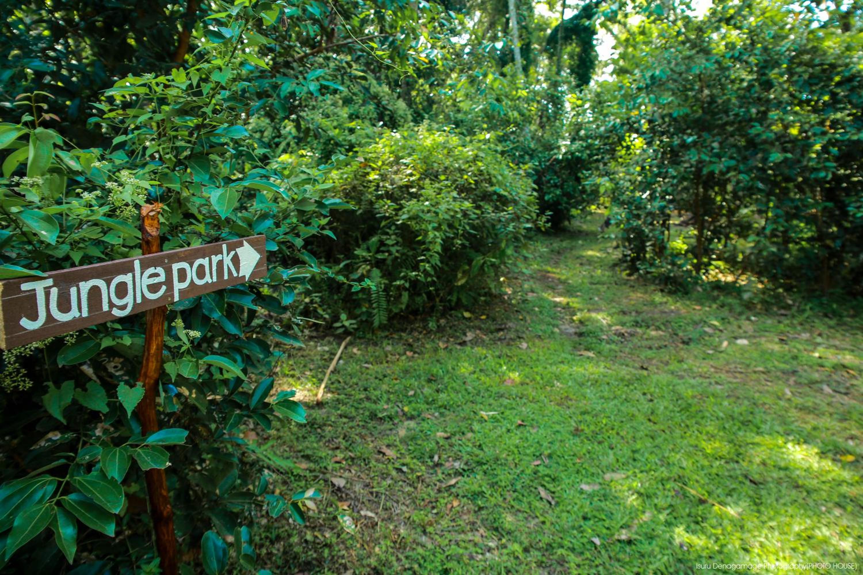 Jungle Paradise