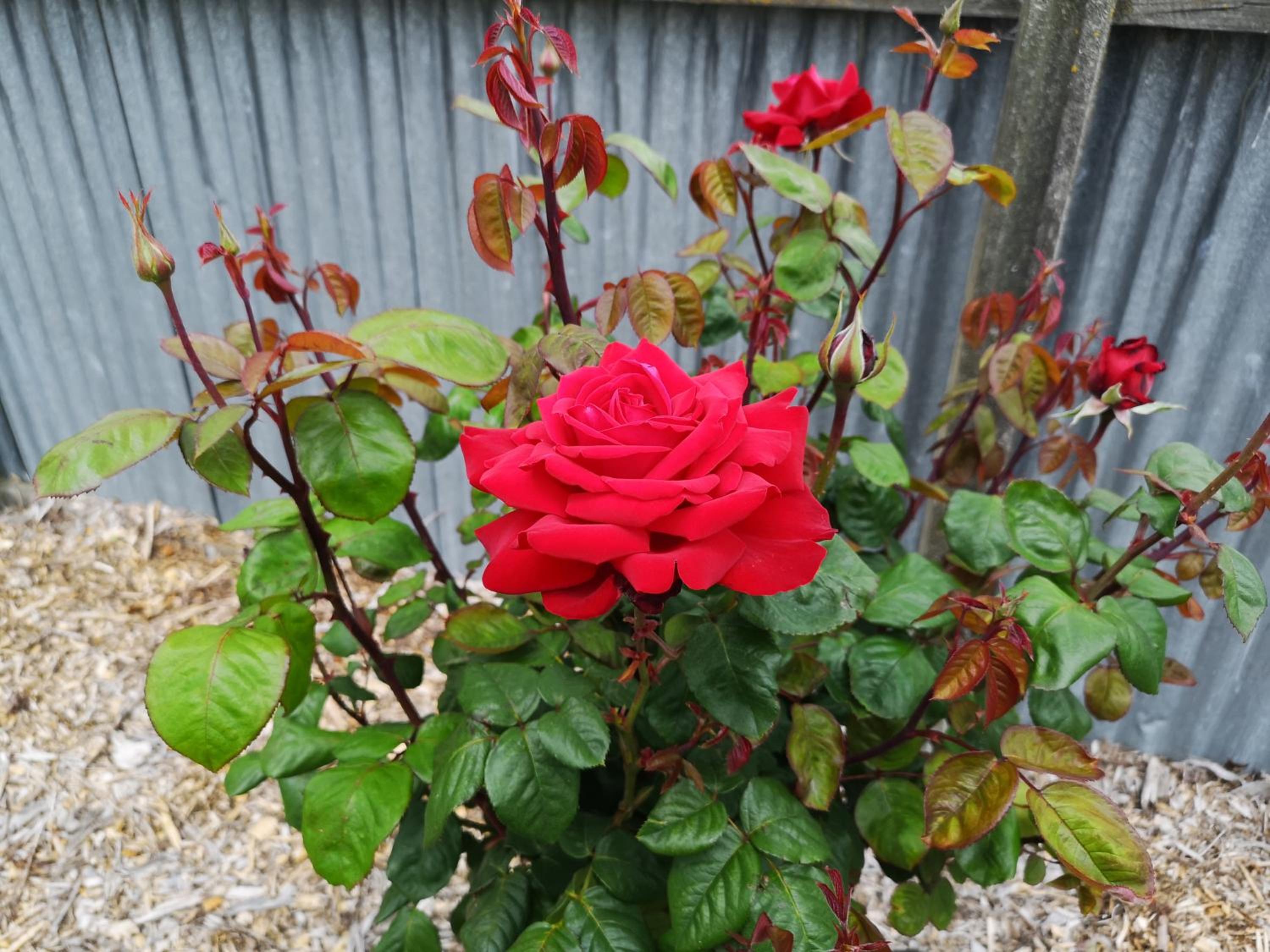 Photo 33