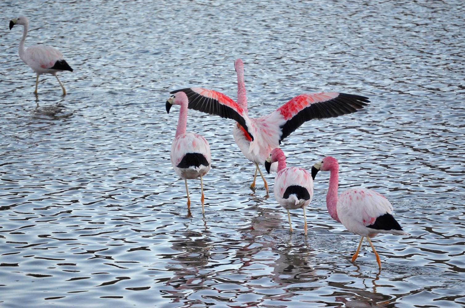 Ckuri Atacama