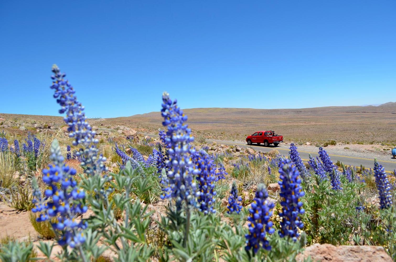 Ckuri Atacama