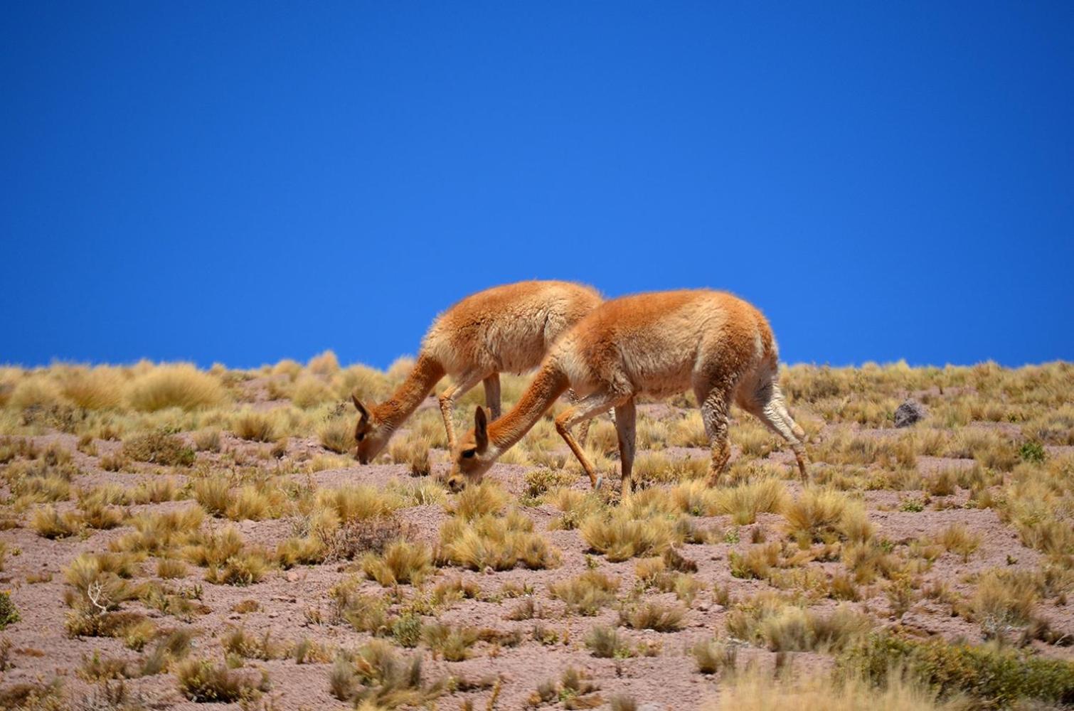 Ckuri Atacama