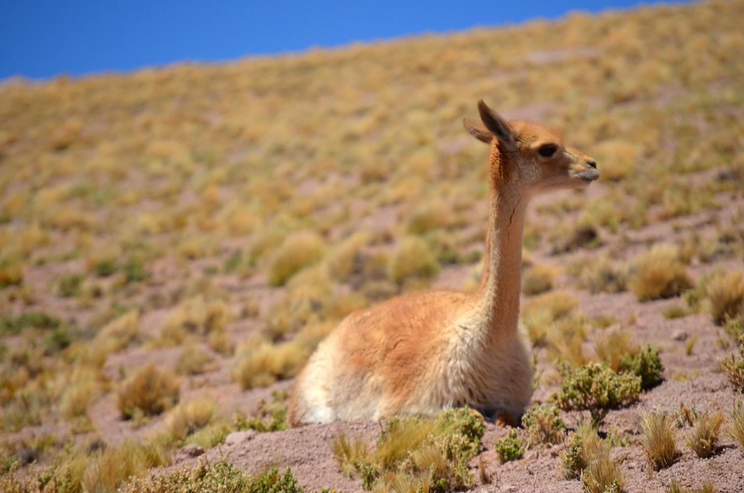 Ckuri Atacama