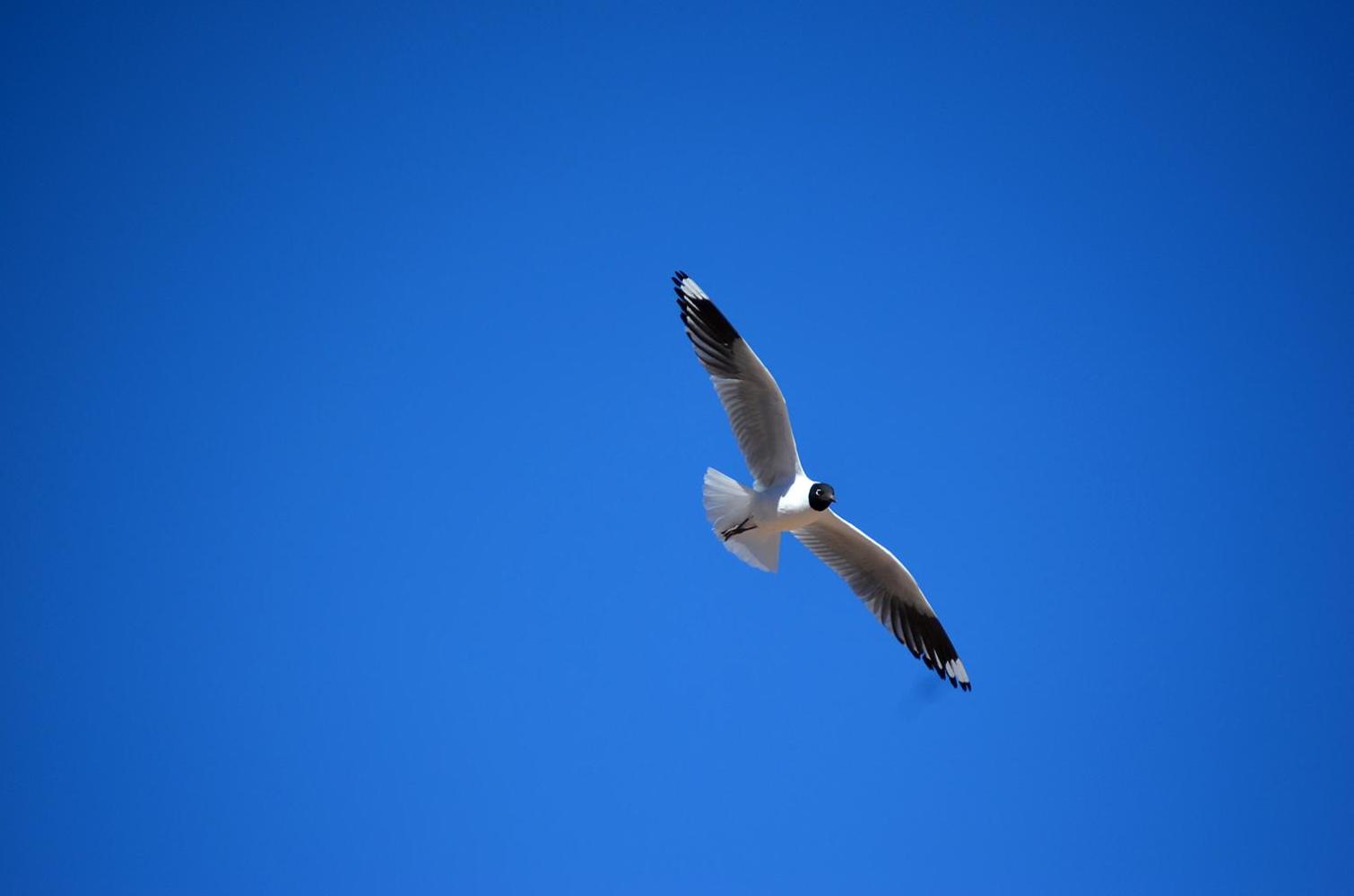 Ckuri Atacama