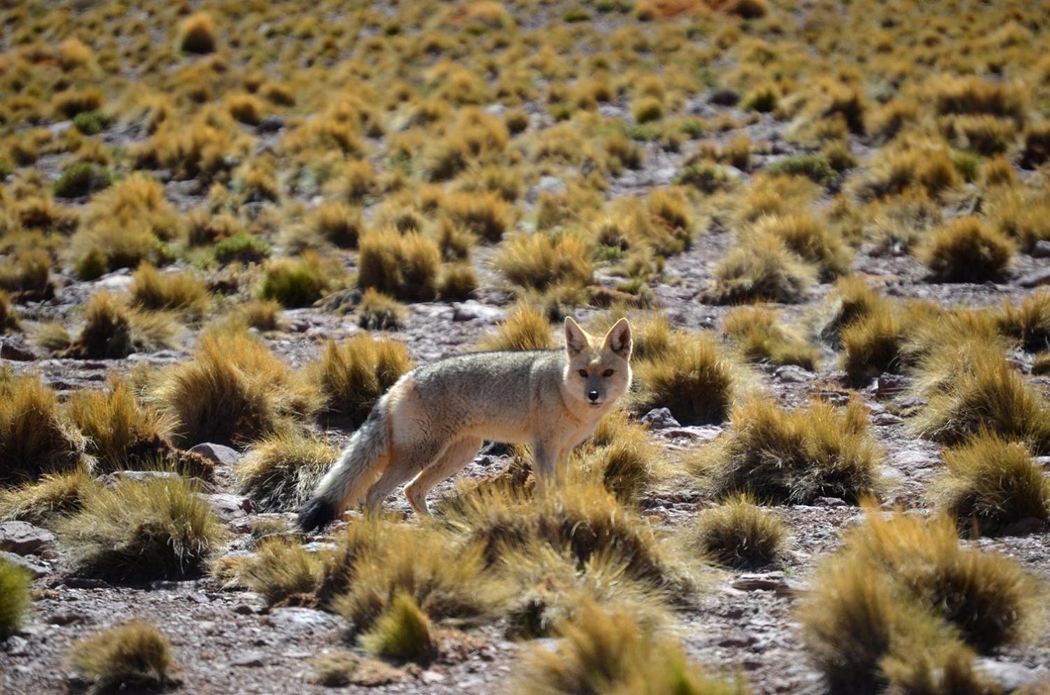 Ckuri Atacama
