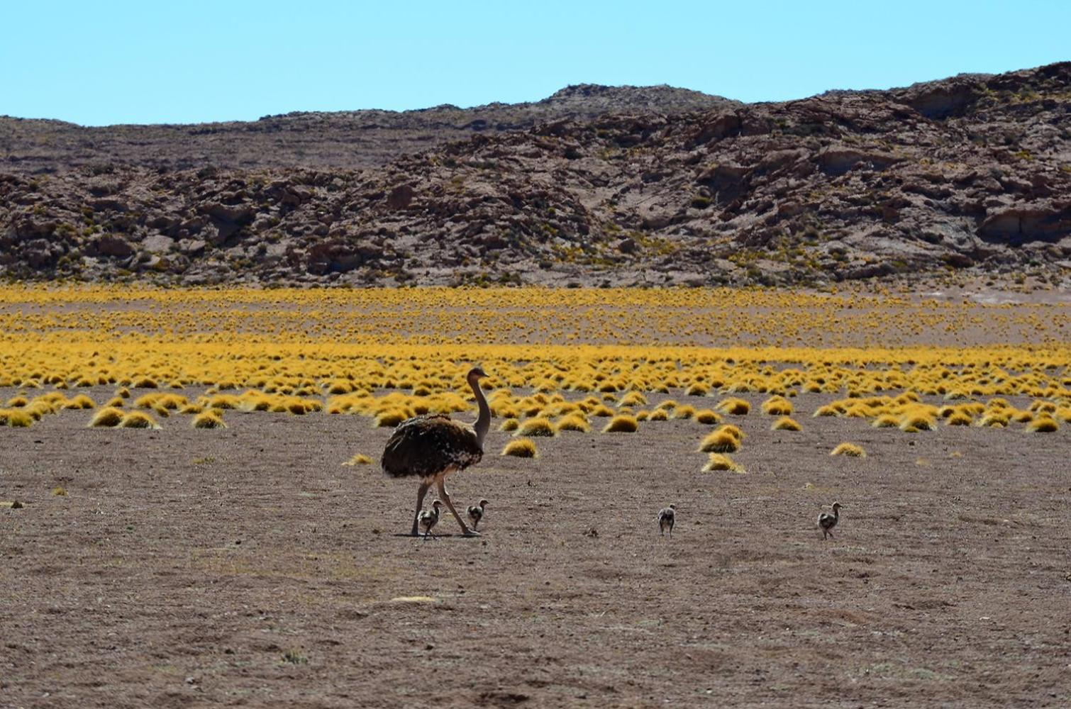 Ckuri Atacama