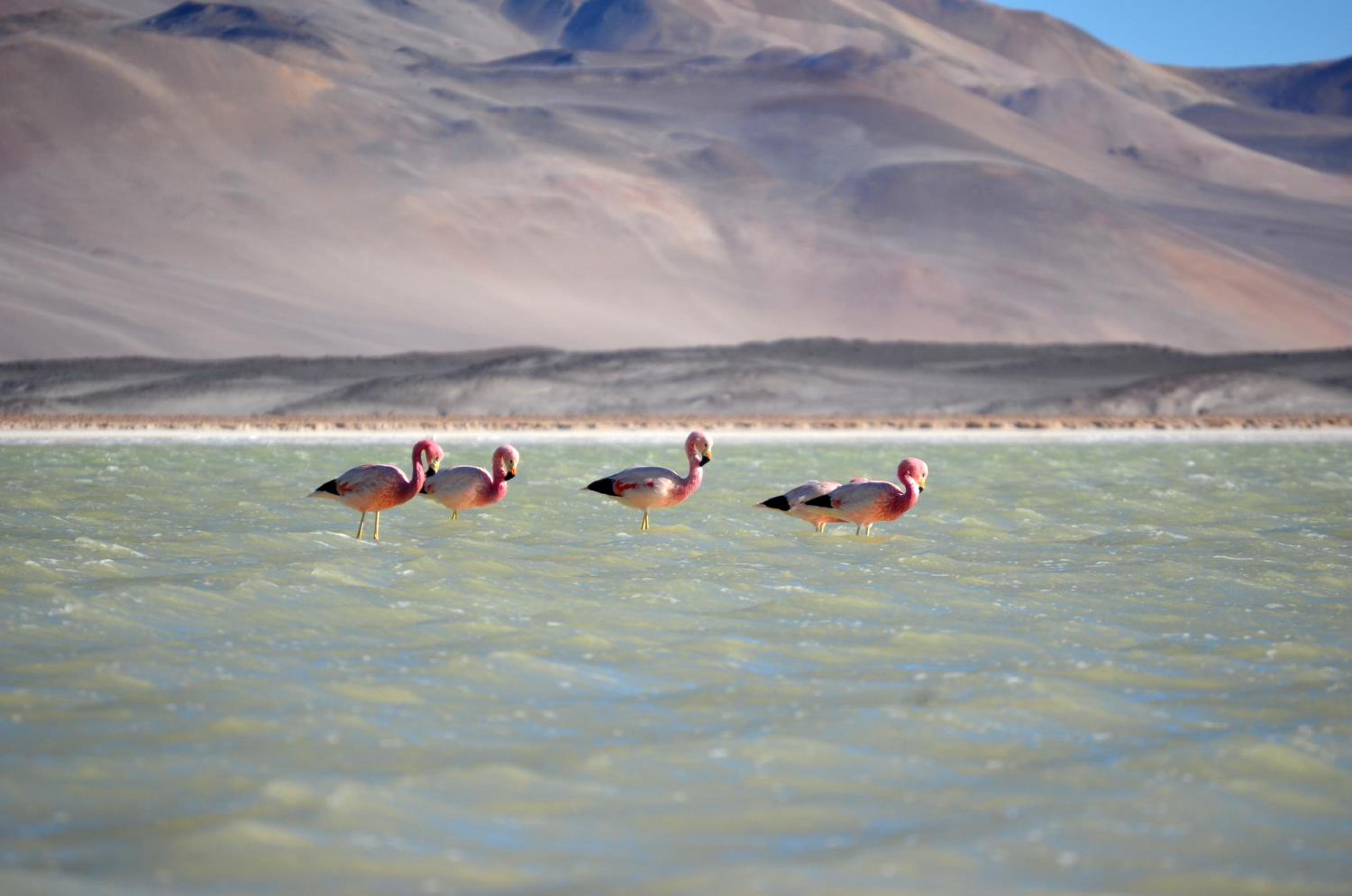 Ckuri Atacama