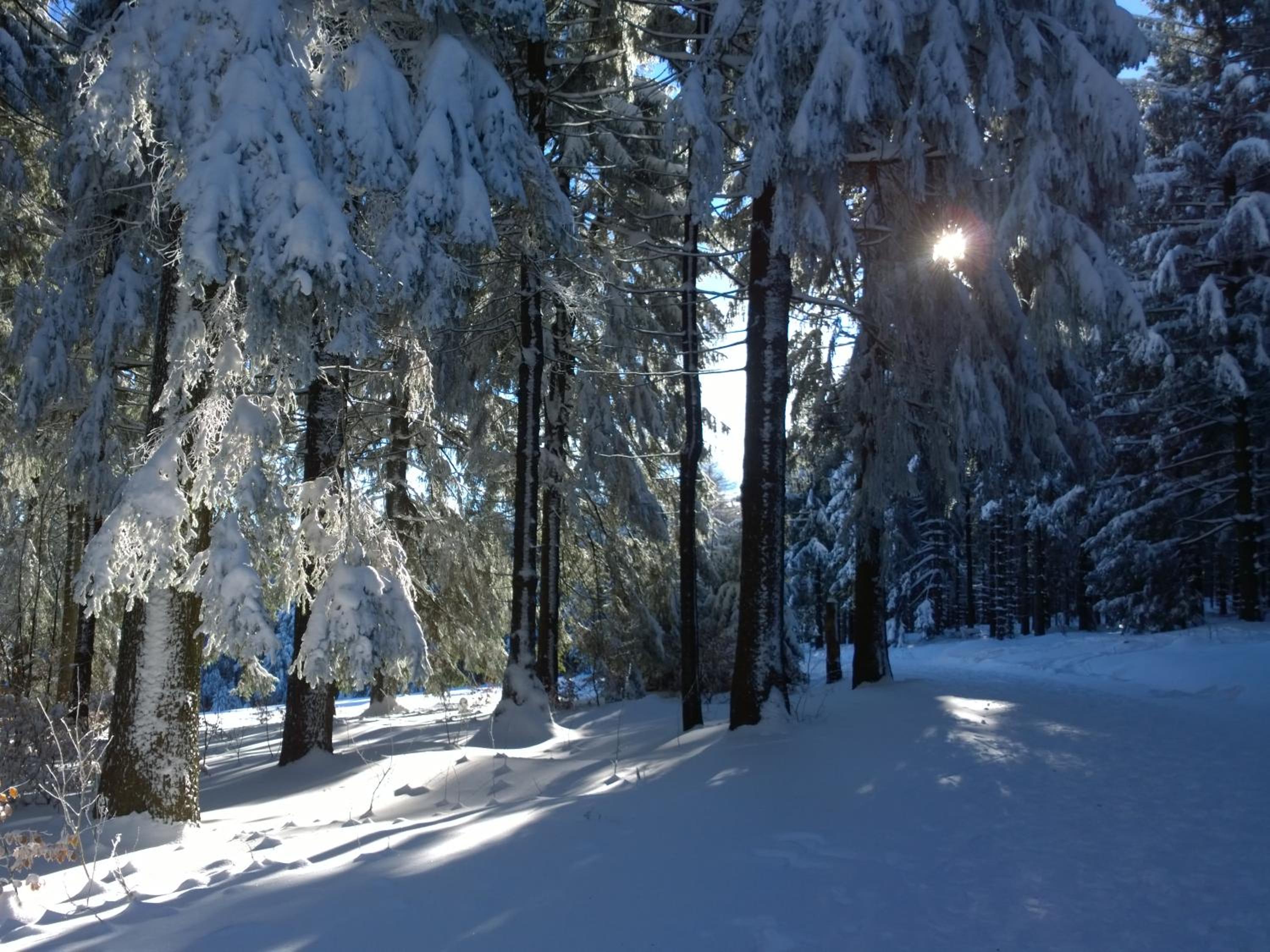 Panoramaferienwohnung Bergwiese