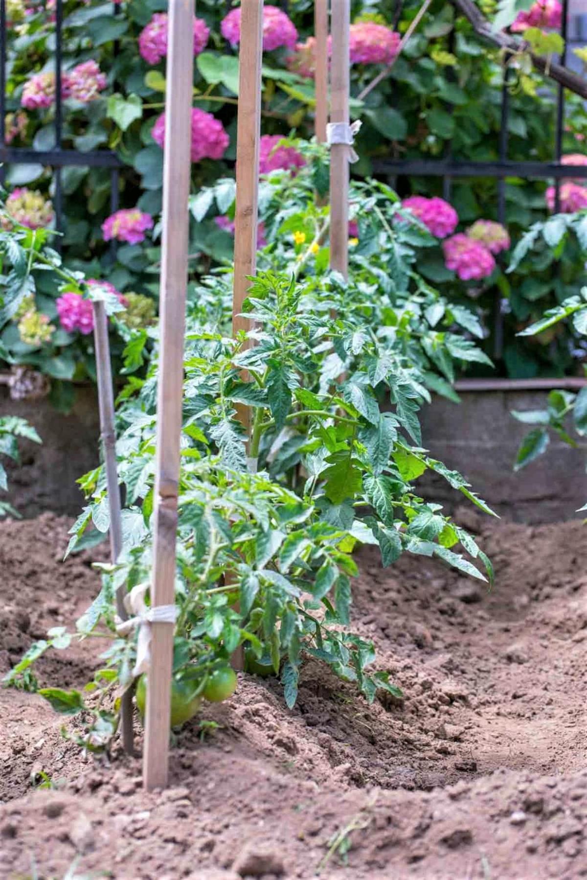 garden