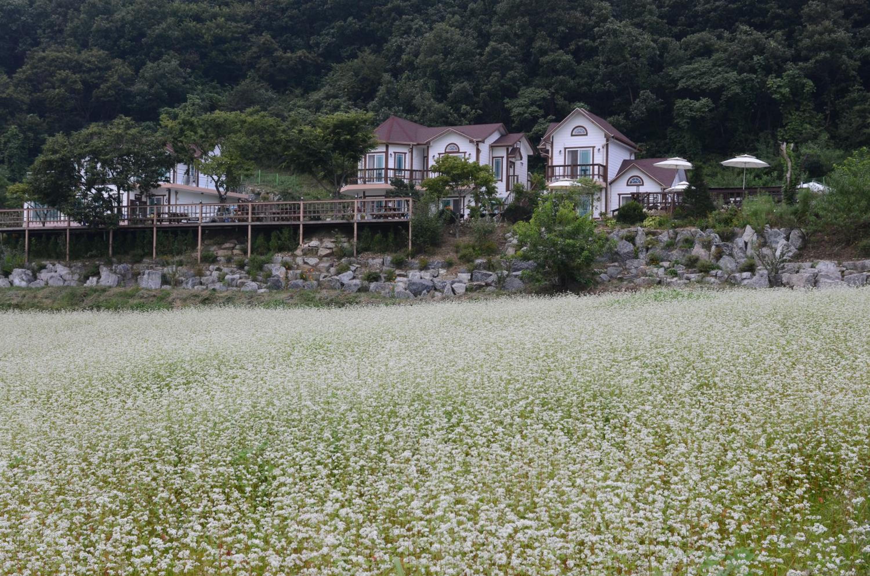 Forest of Color Pension