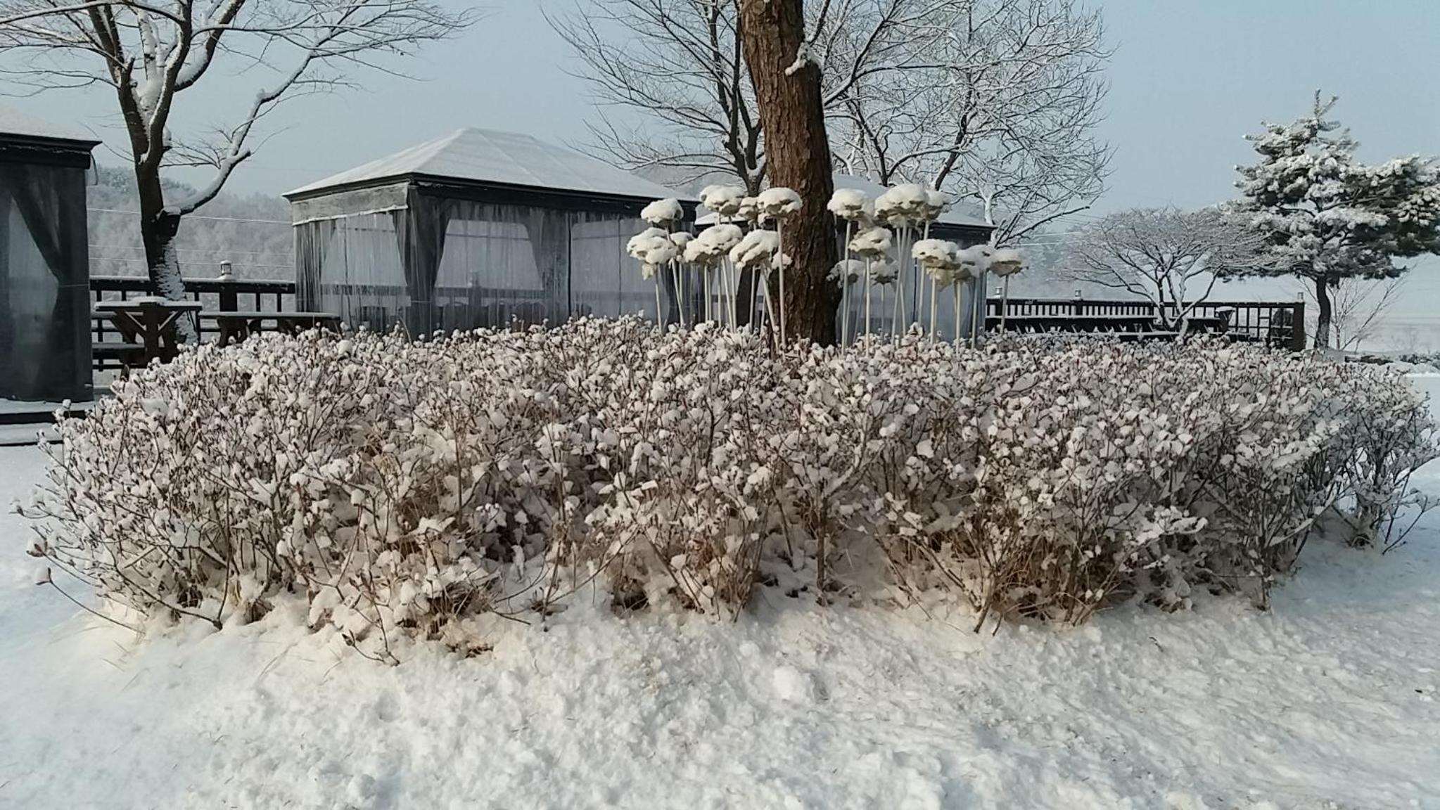 Forest of Color Pension