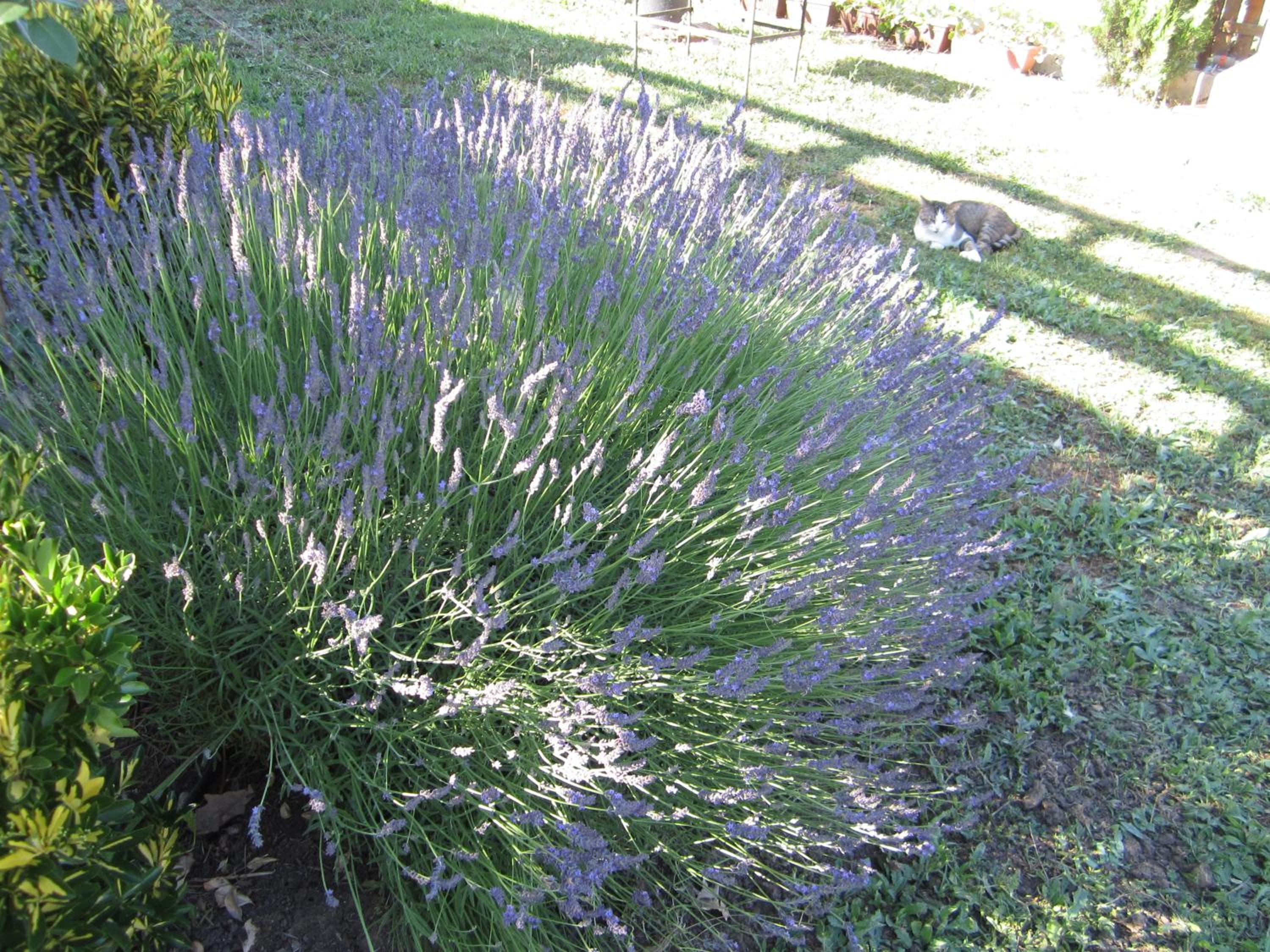Vis Velika
