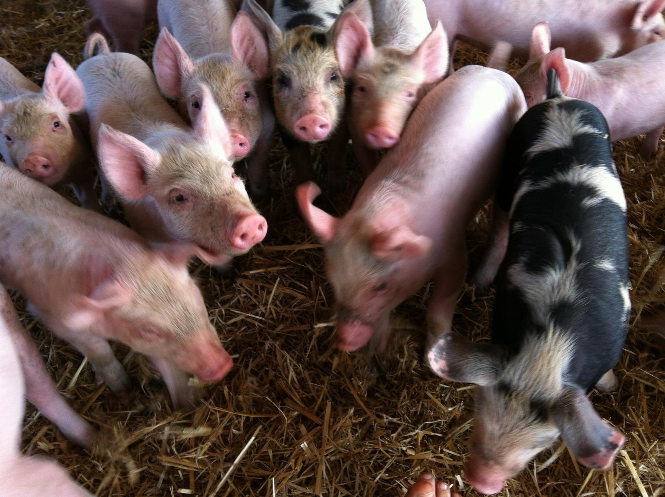 Agriturismo Cuile de Molino