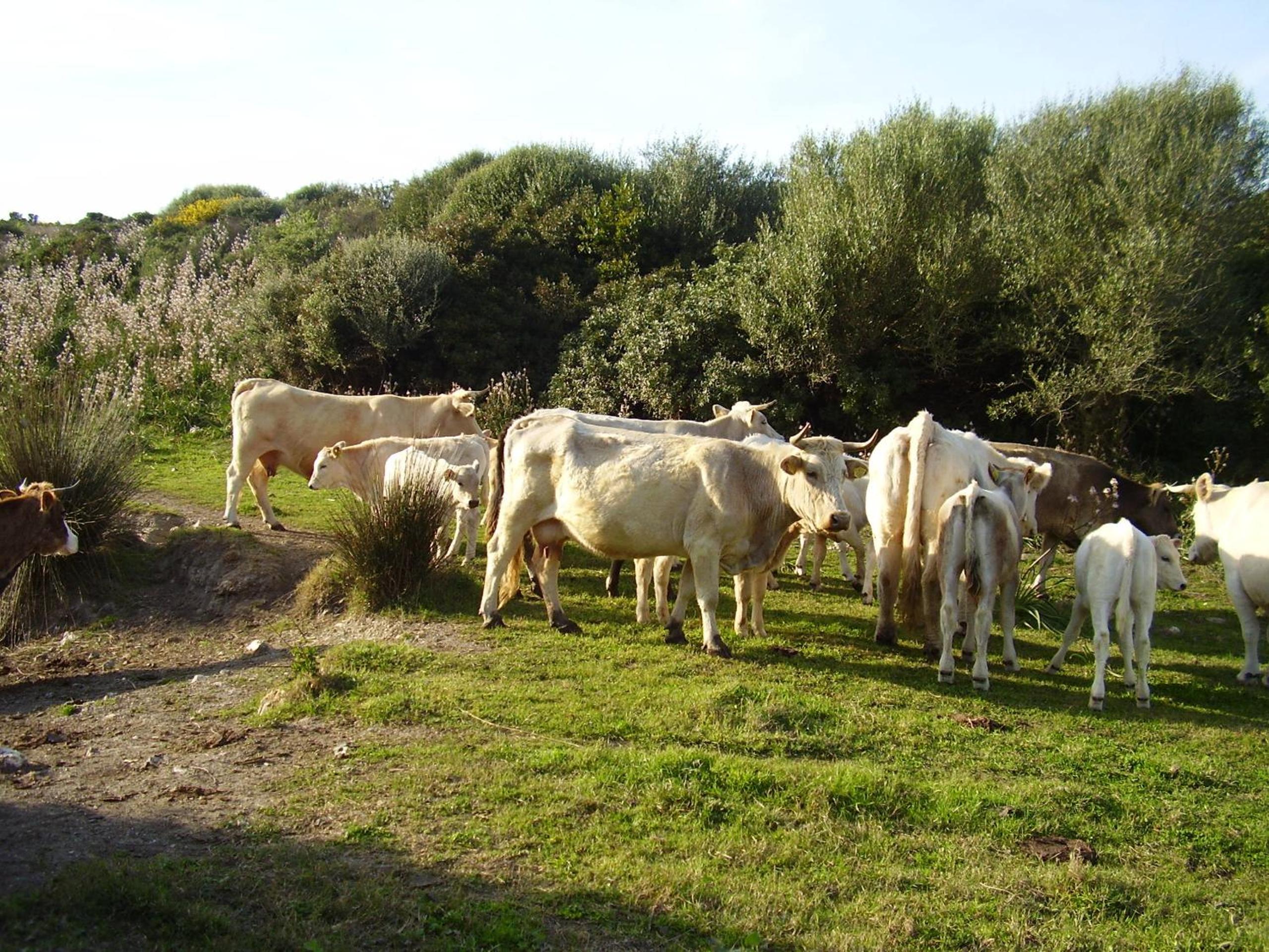 Agriturismo Cuile de Molino