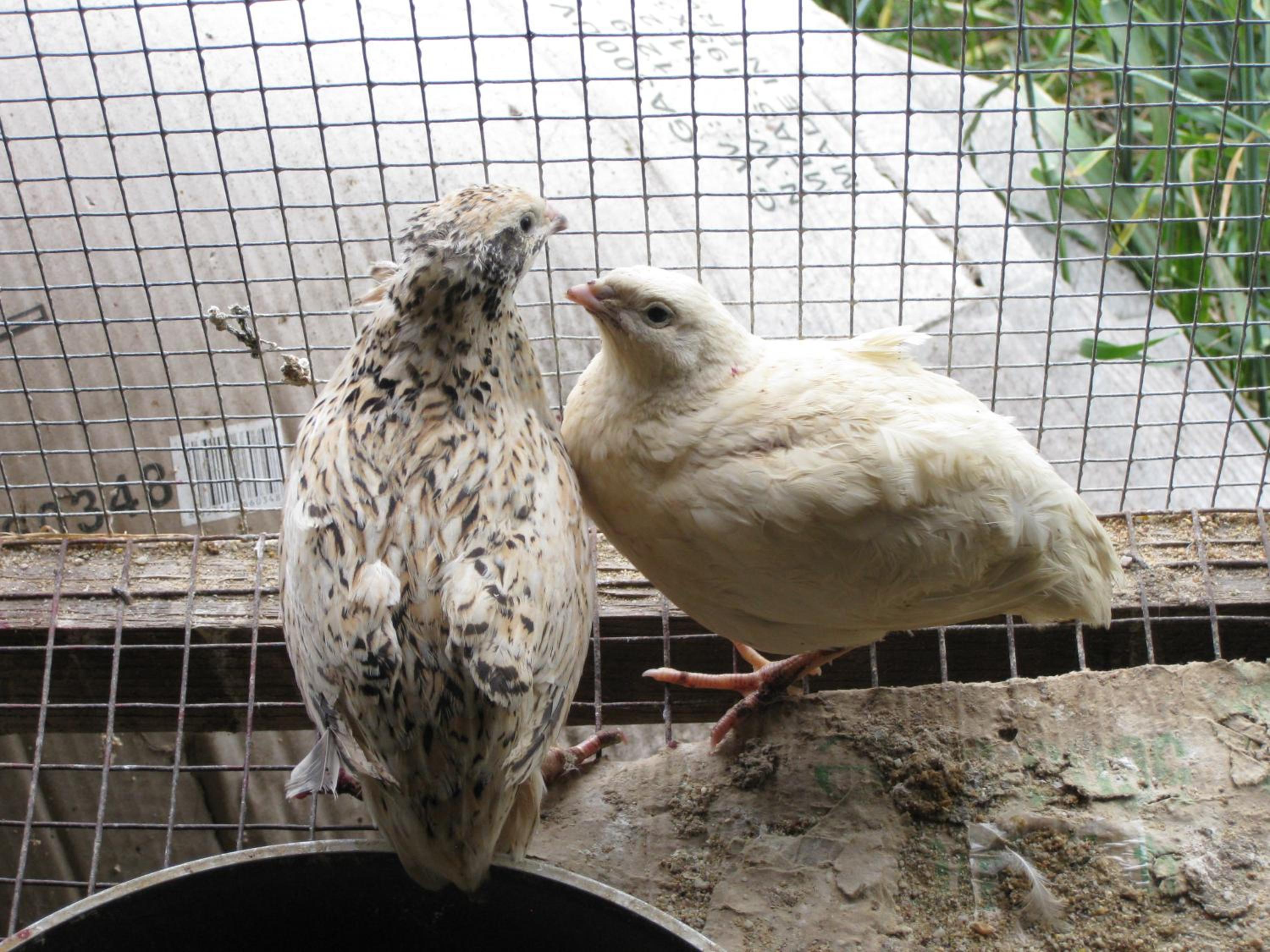 Photo 40