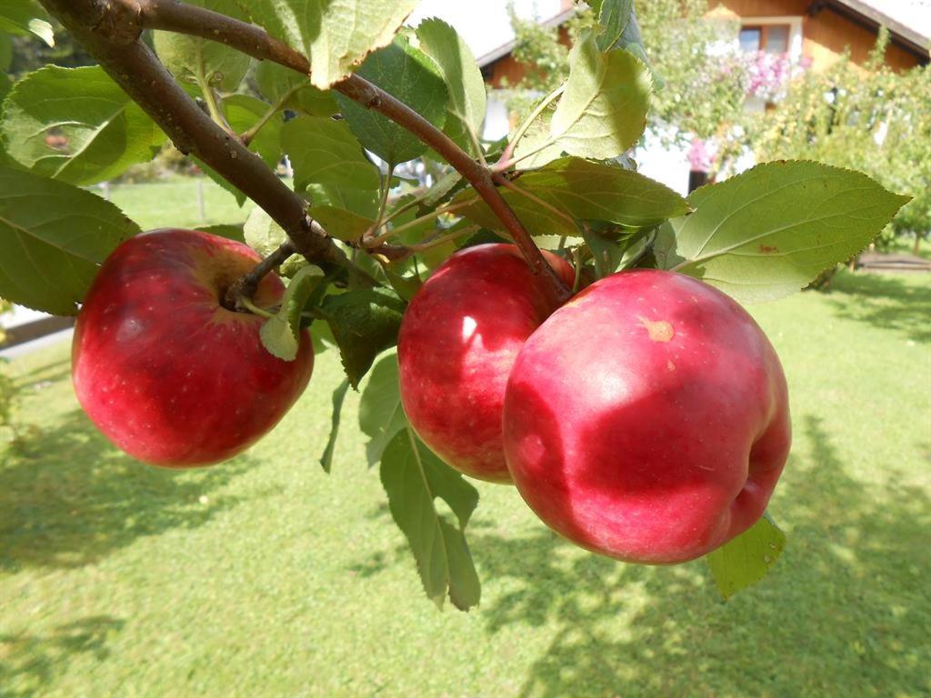 Photo 42