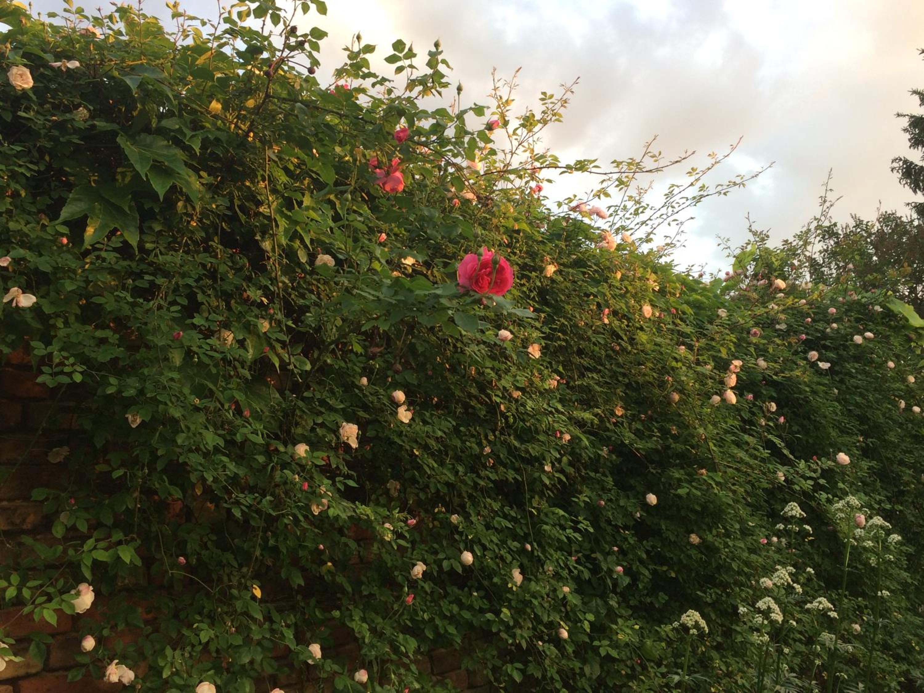 Photo 65