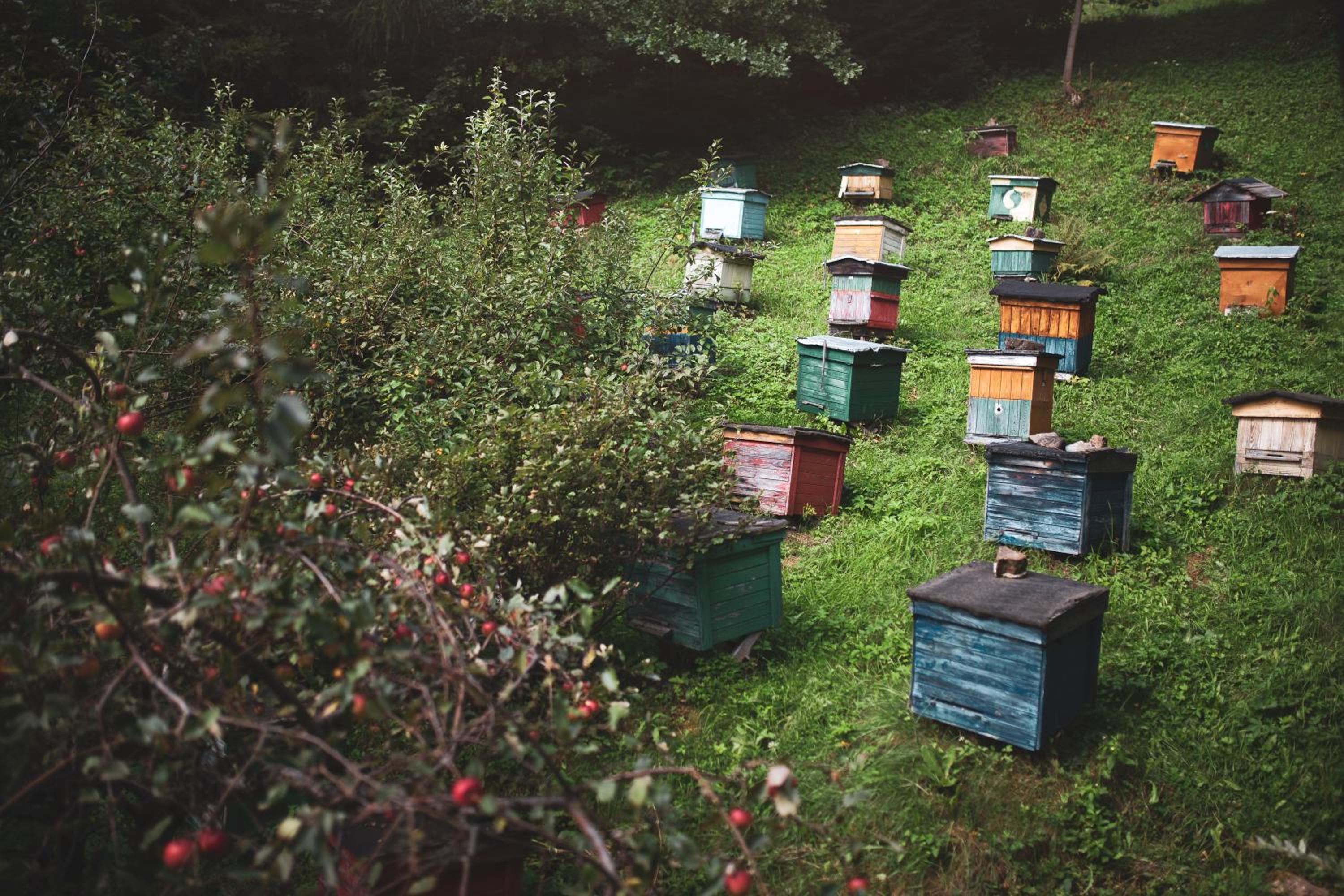 Pasieka - Dom Wypoczynkowy - Property Image 1