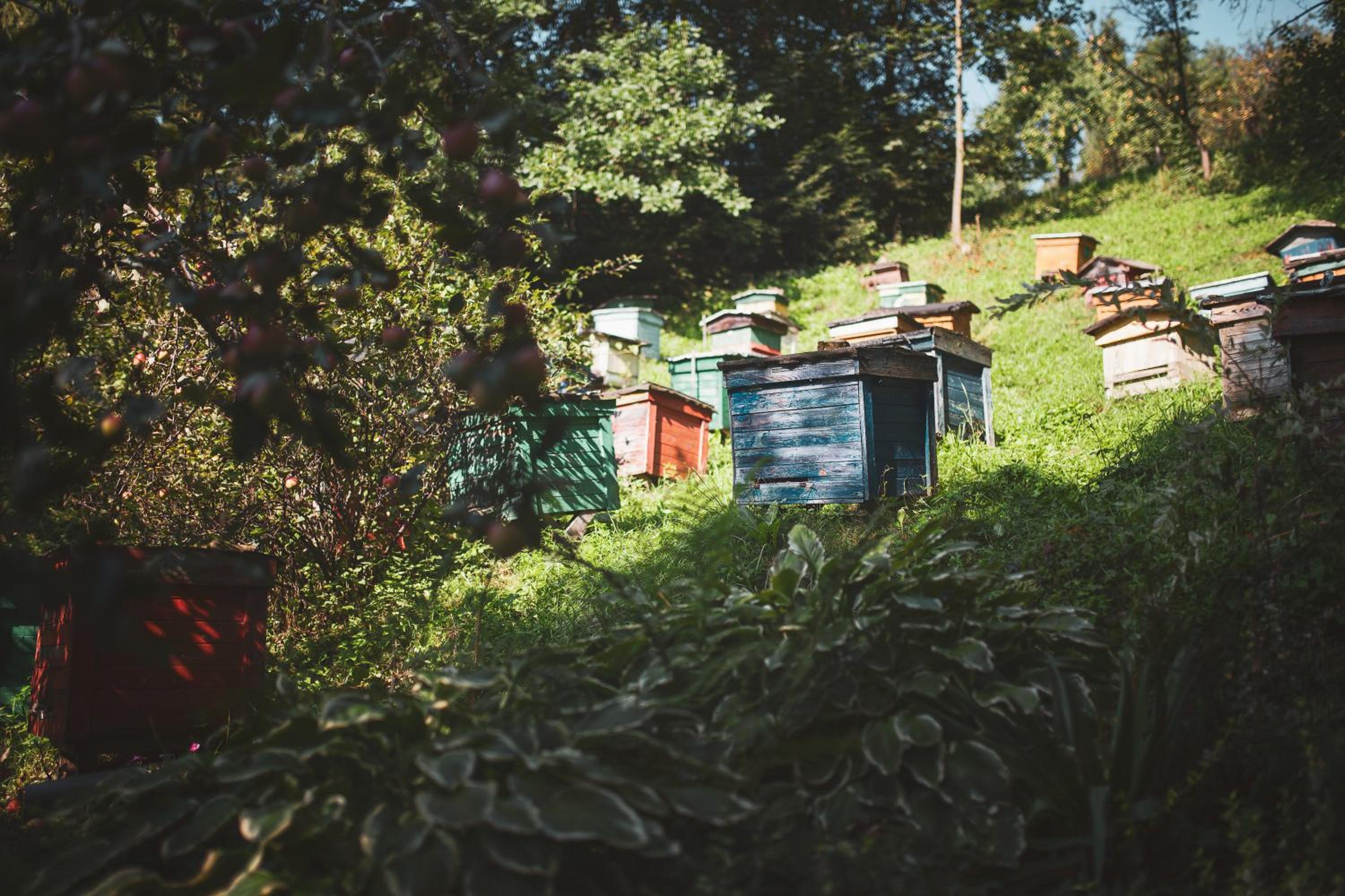 Pasieka - Dom Wypoczynkowy - Property Image 16