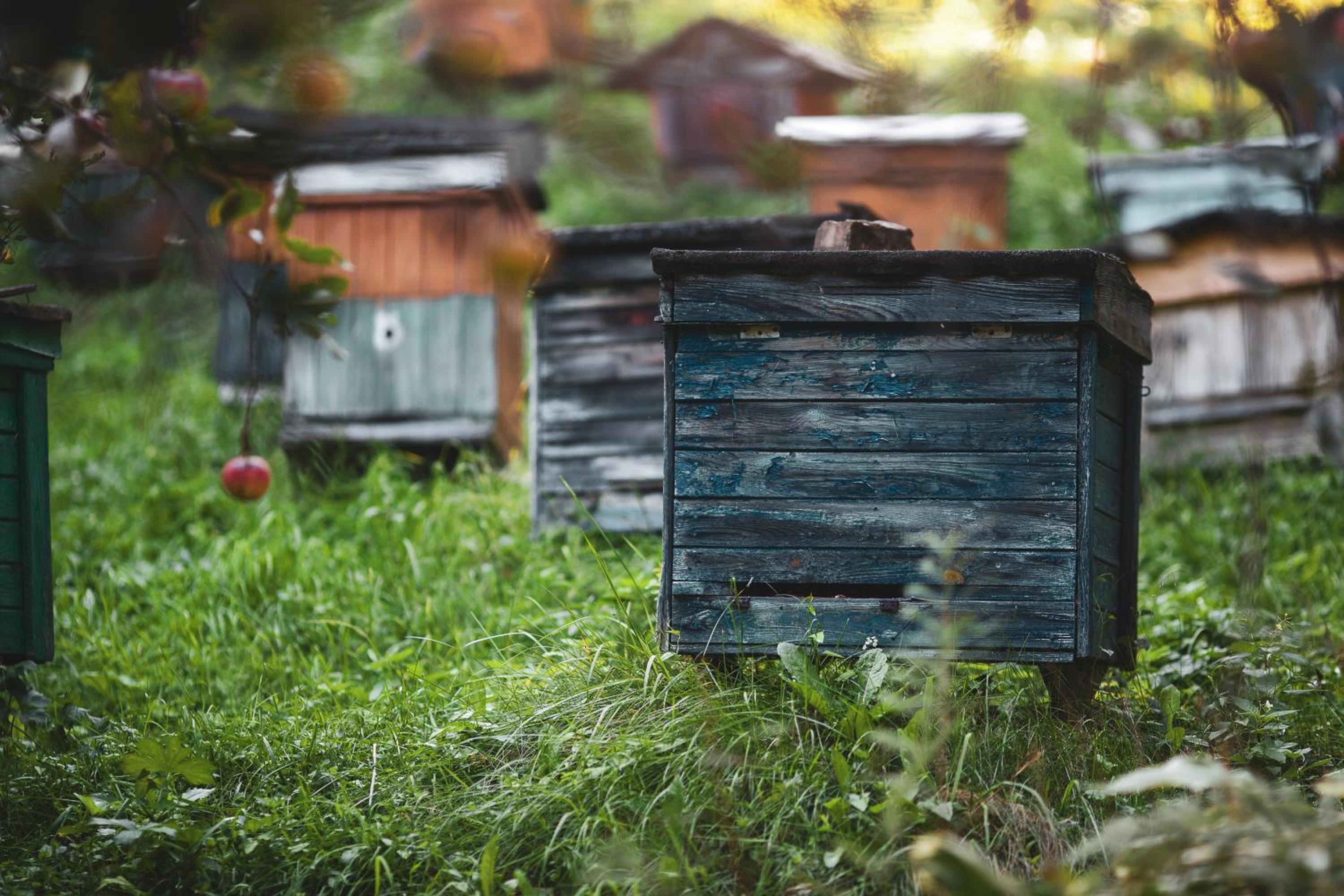 Pasieka - Dom Wypoczynkowy - Property Image 25