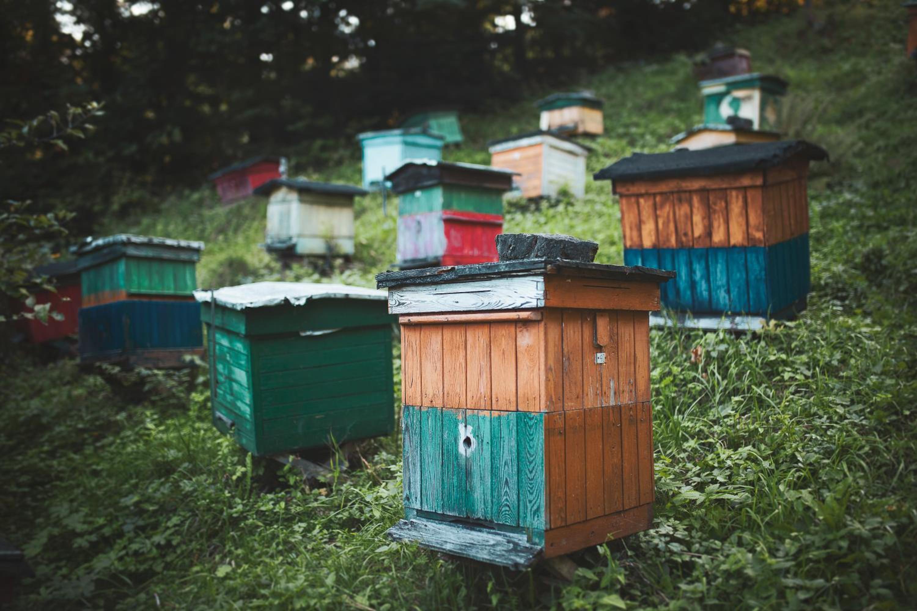 Pasieka - Dom Wypoczynkowy - Property Image 17