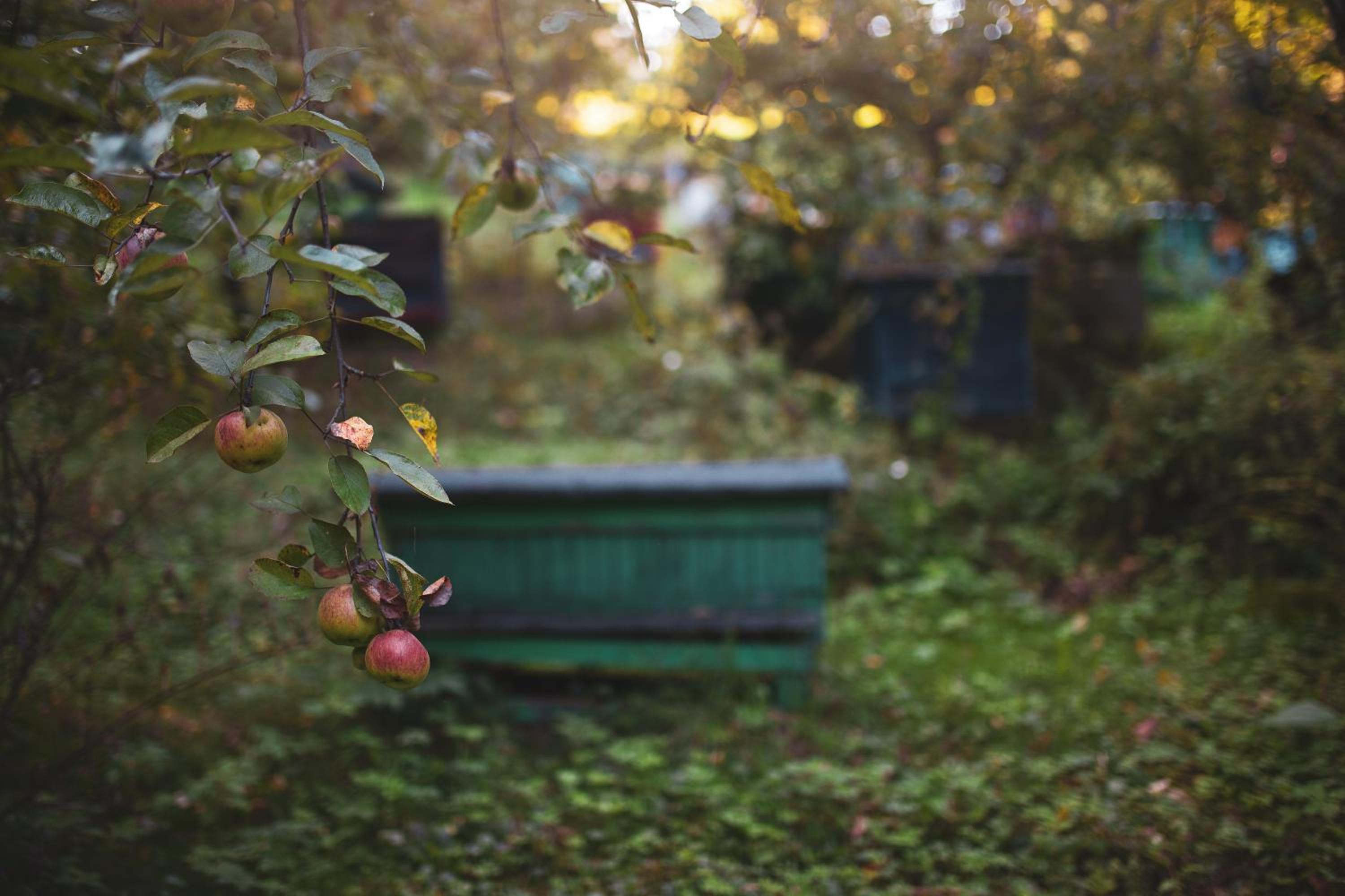 Pasieka - Dom Wypoczynkowy - Property Image 24