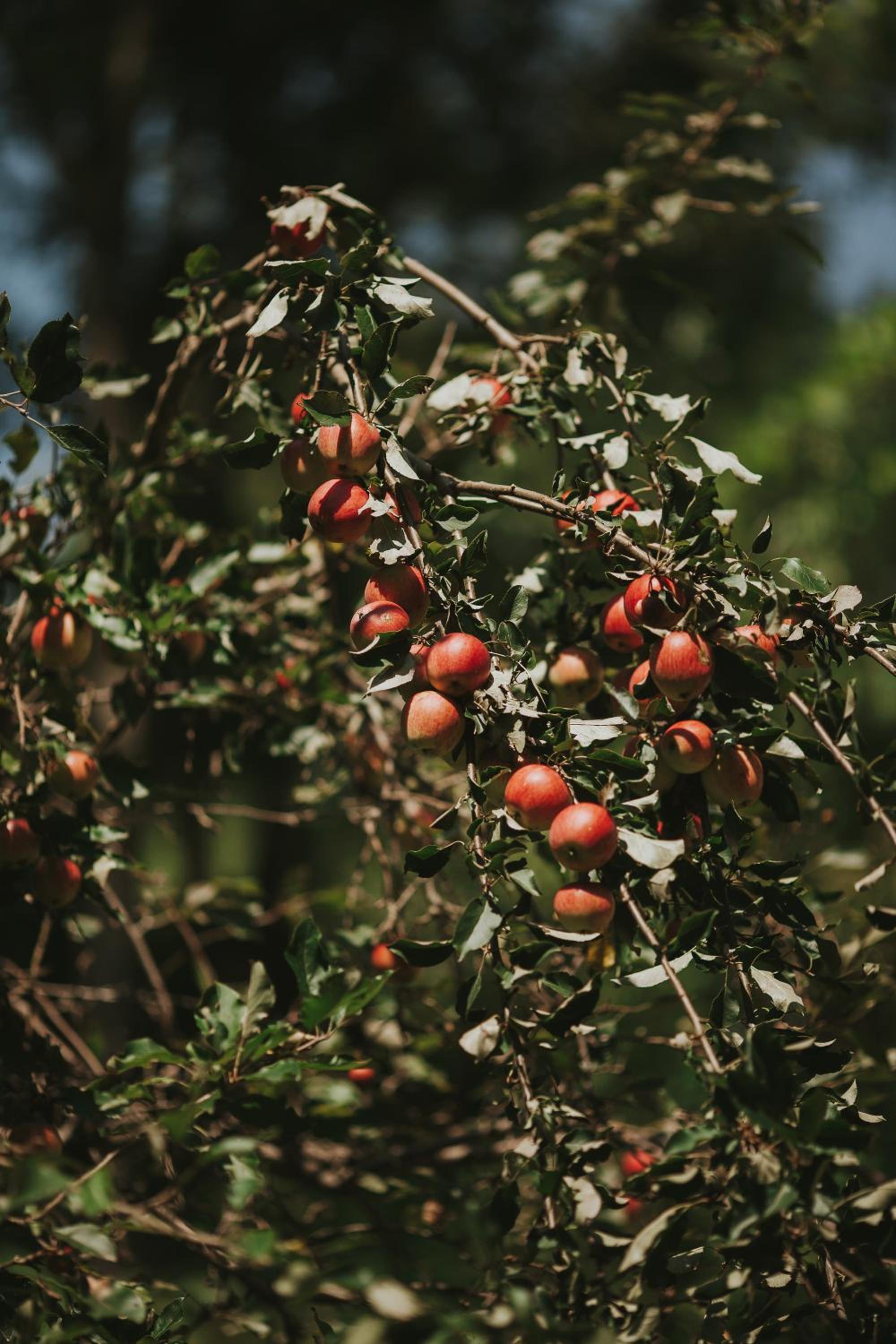 Pasieka - Dom Wypoczynkowy - Property Image 26