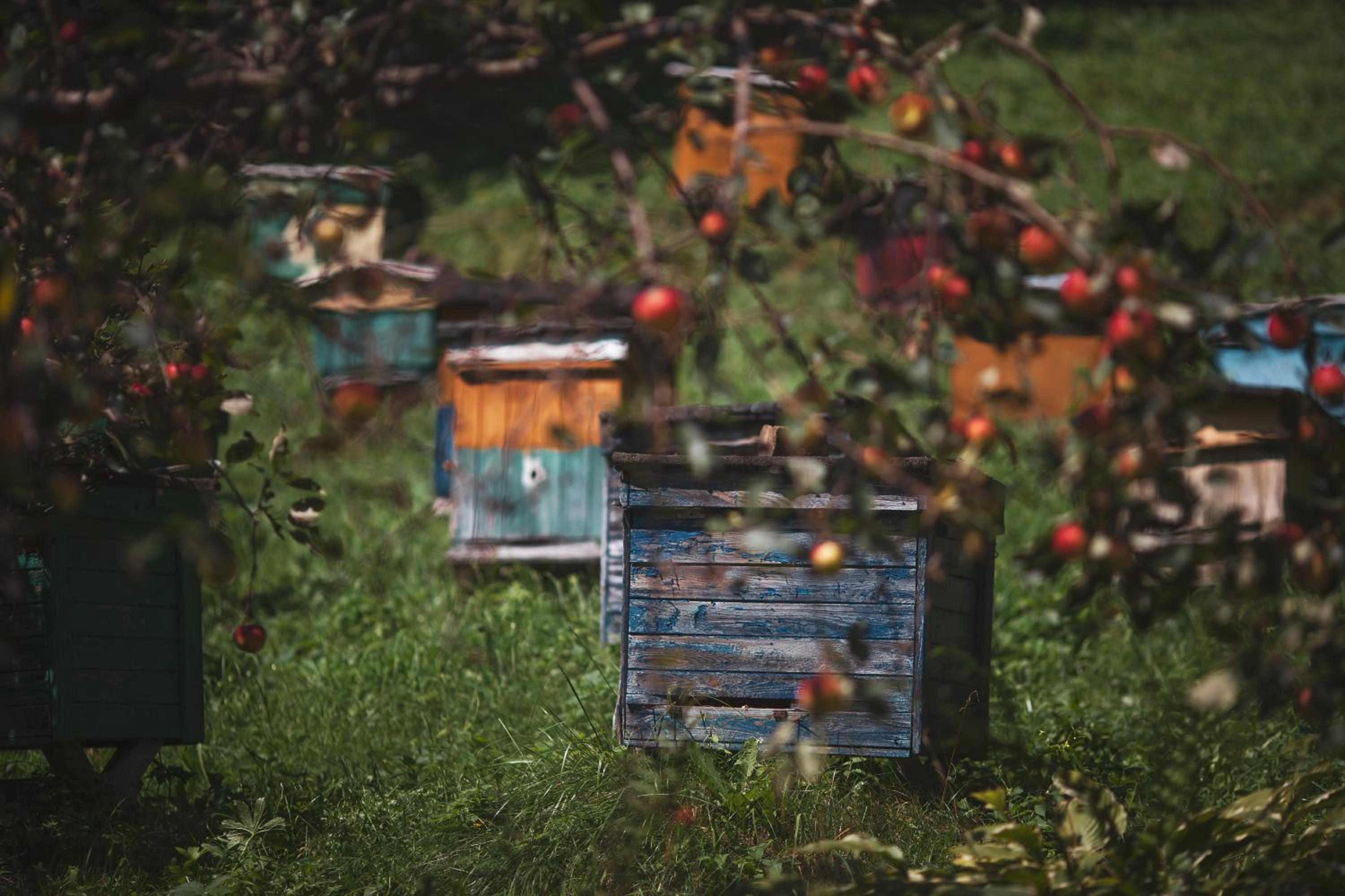 Pasieka - Dom Wypoczynkowy - Property Image 40
