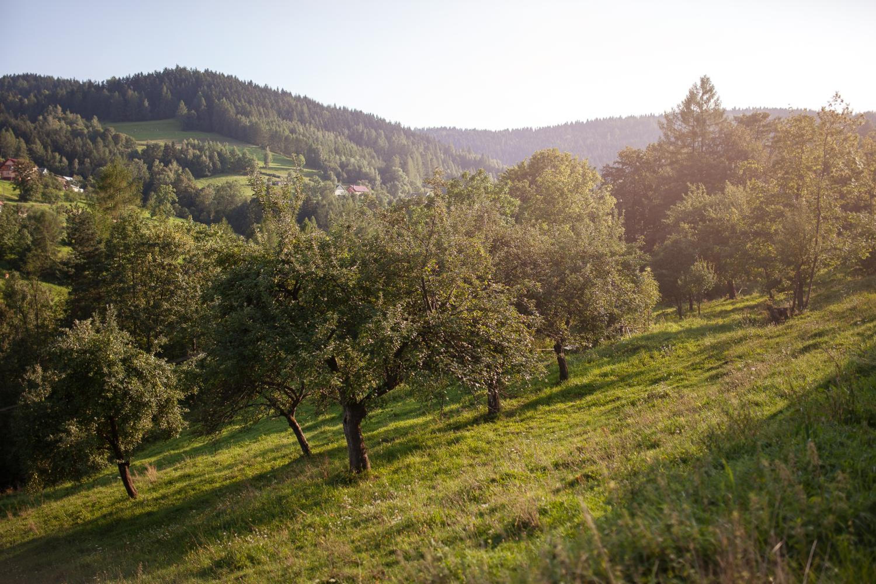 Pasieka - Dom Wypoczynkowy - Property Image 43